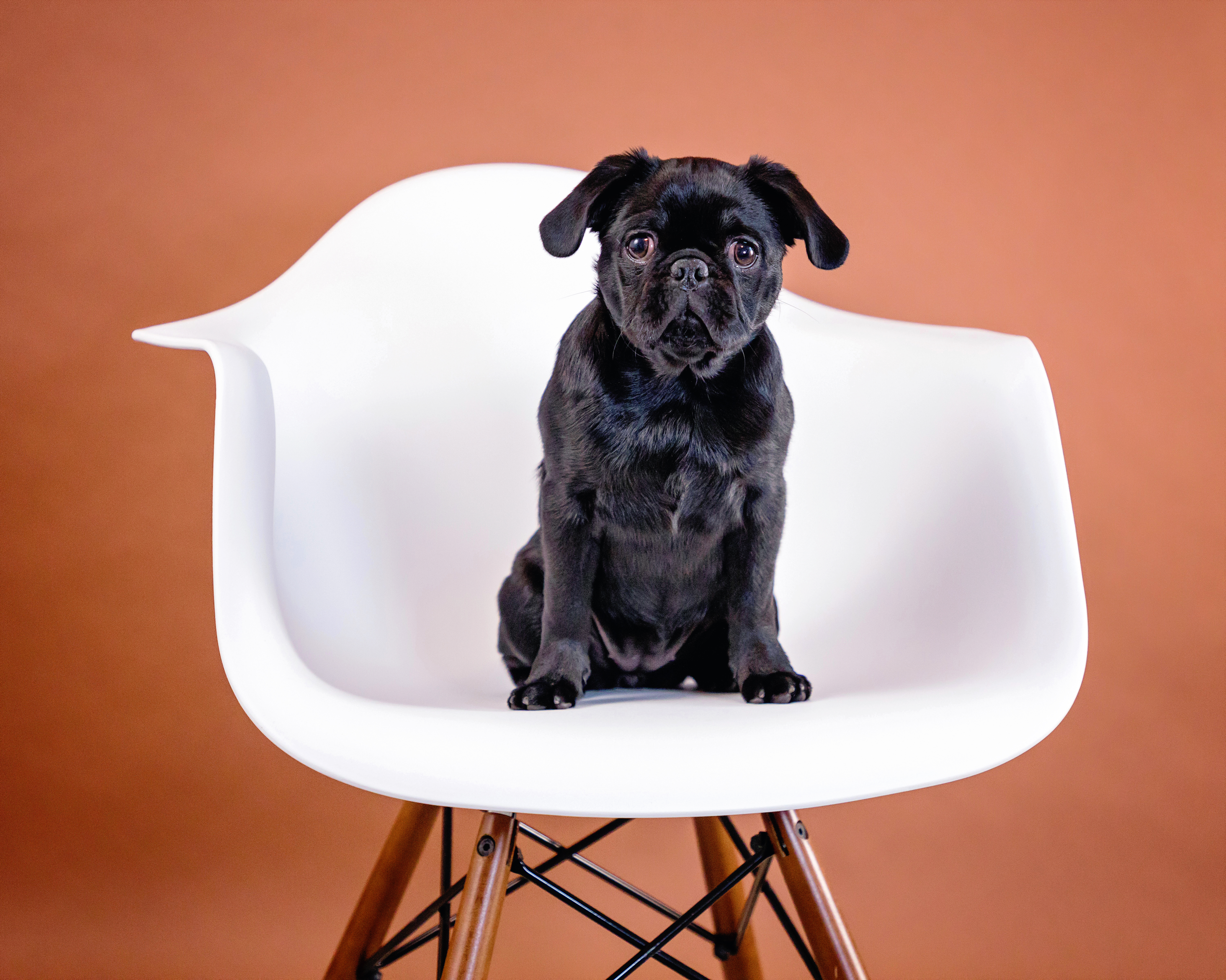 Pug portrait for Tiny Paws Pug Rescue