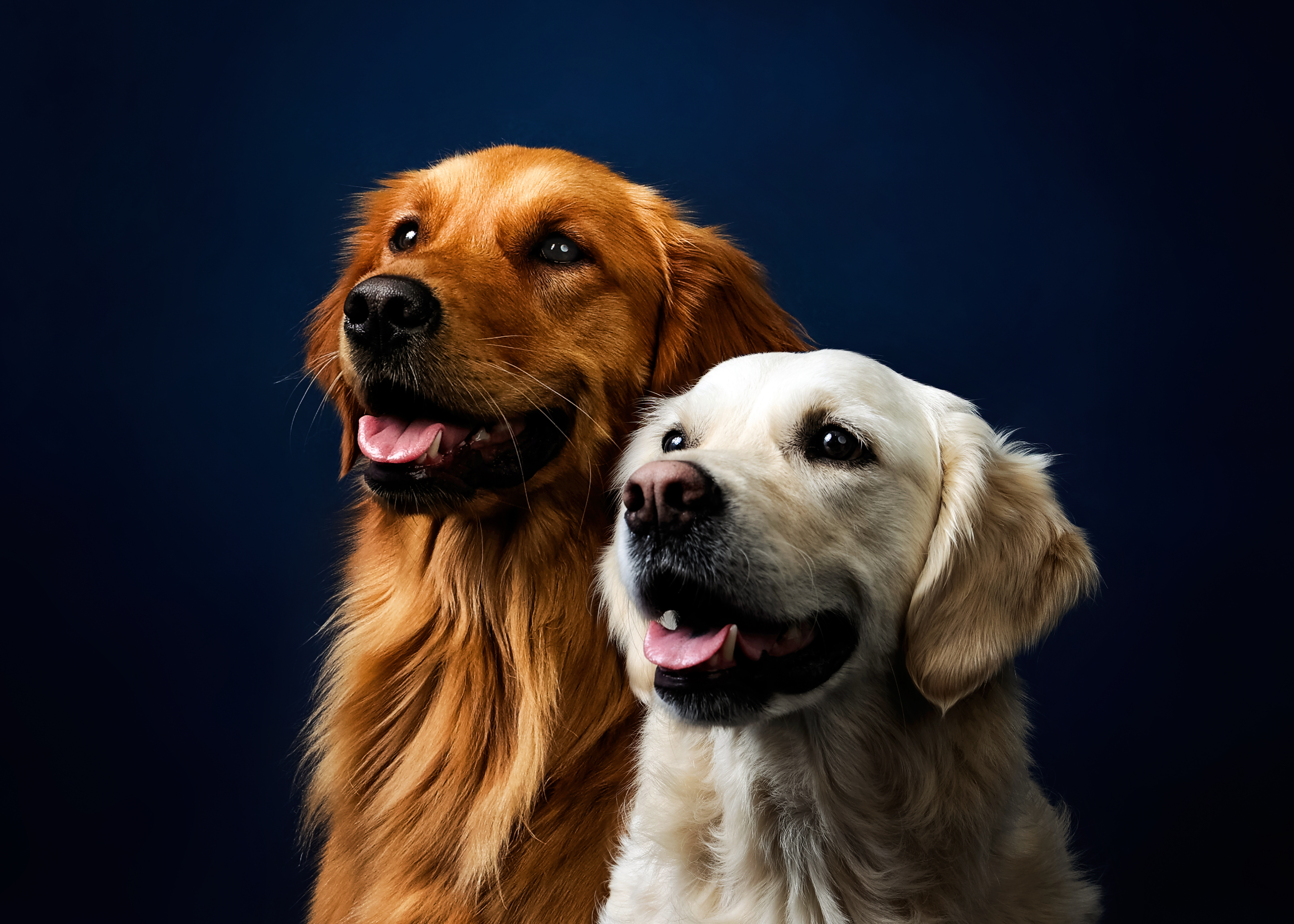 Two golden retrievers close up