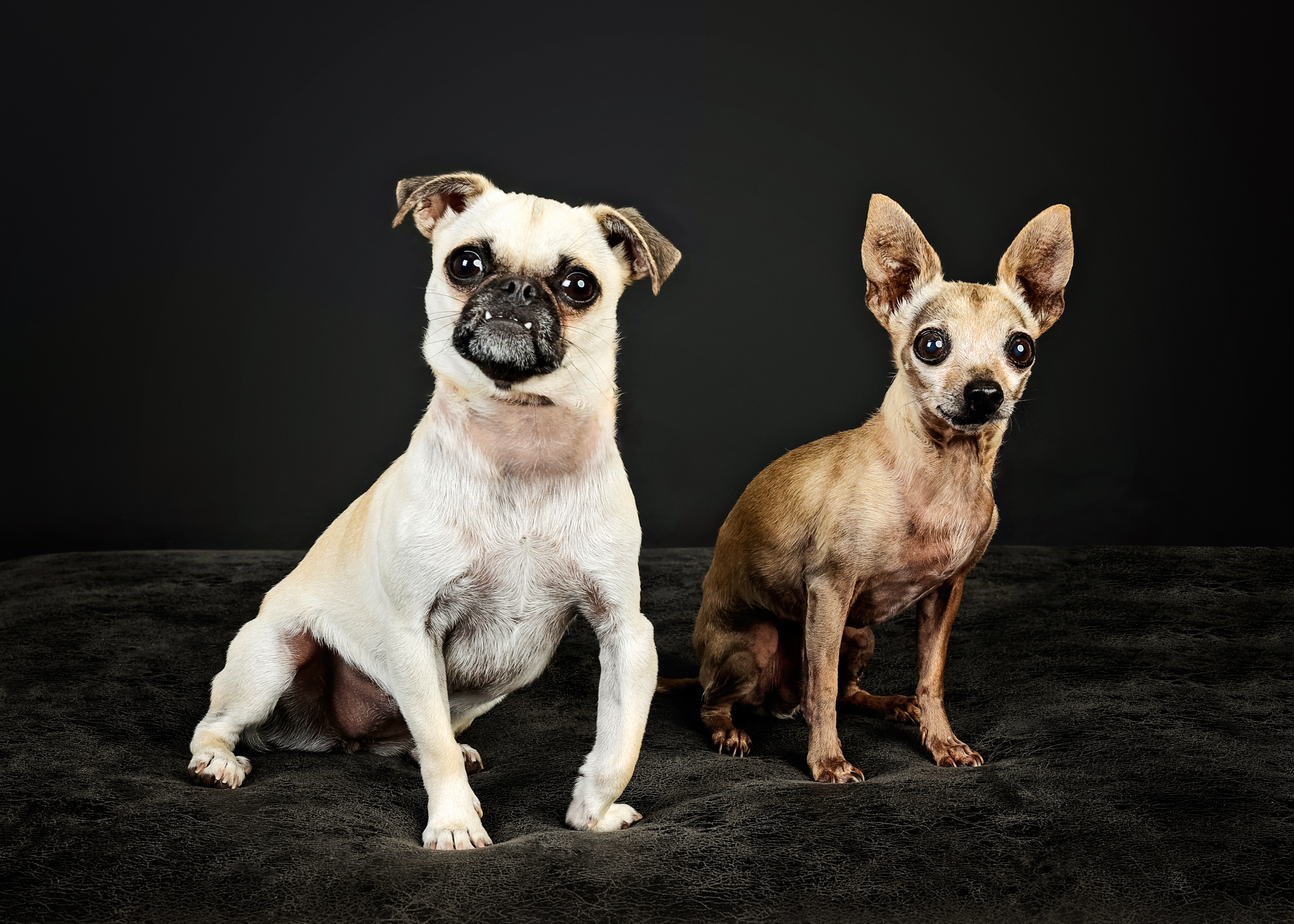 Pug portrait session