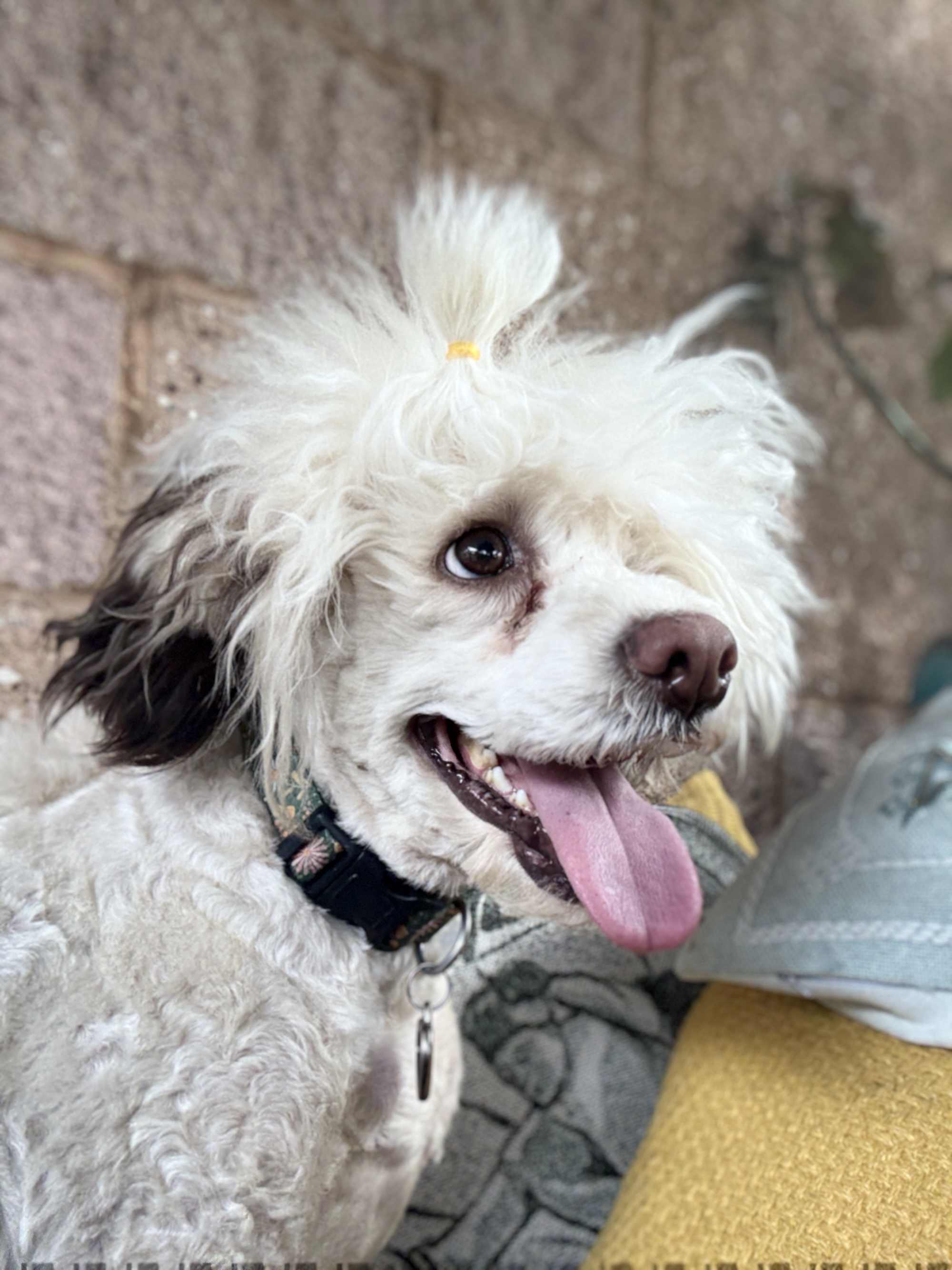 Millcreek Creative Dog Grooming