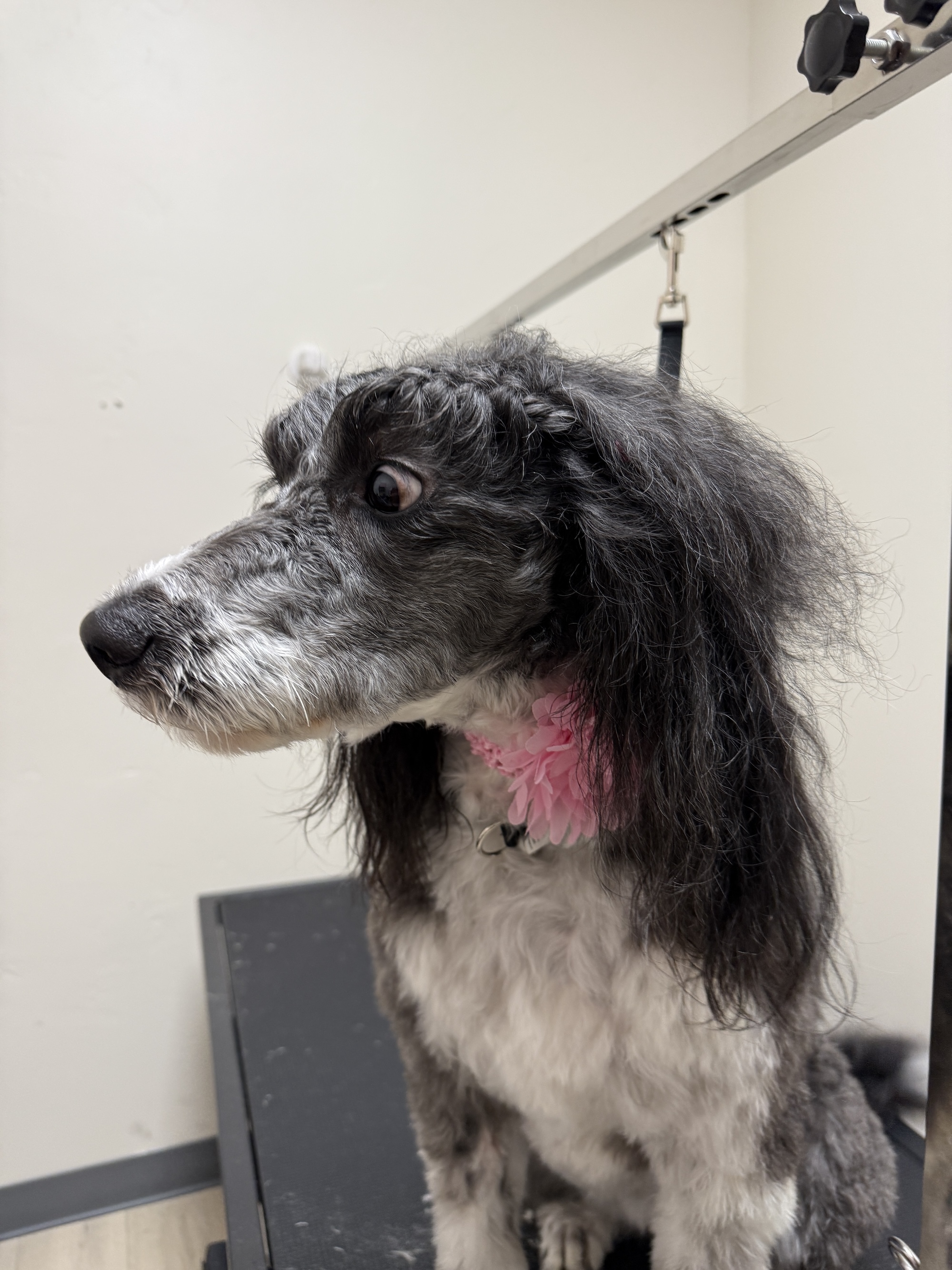 Bennion Full Dog Groom