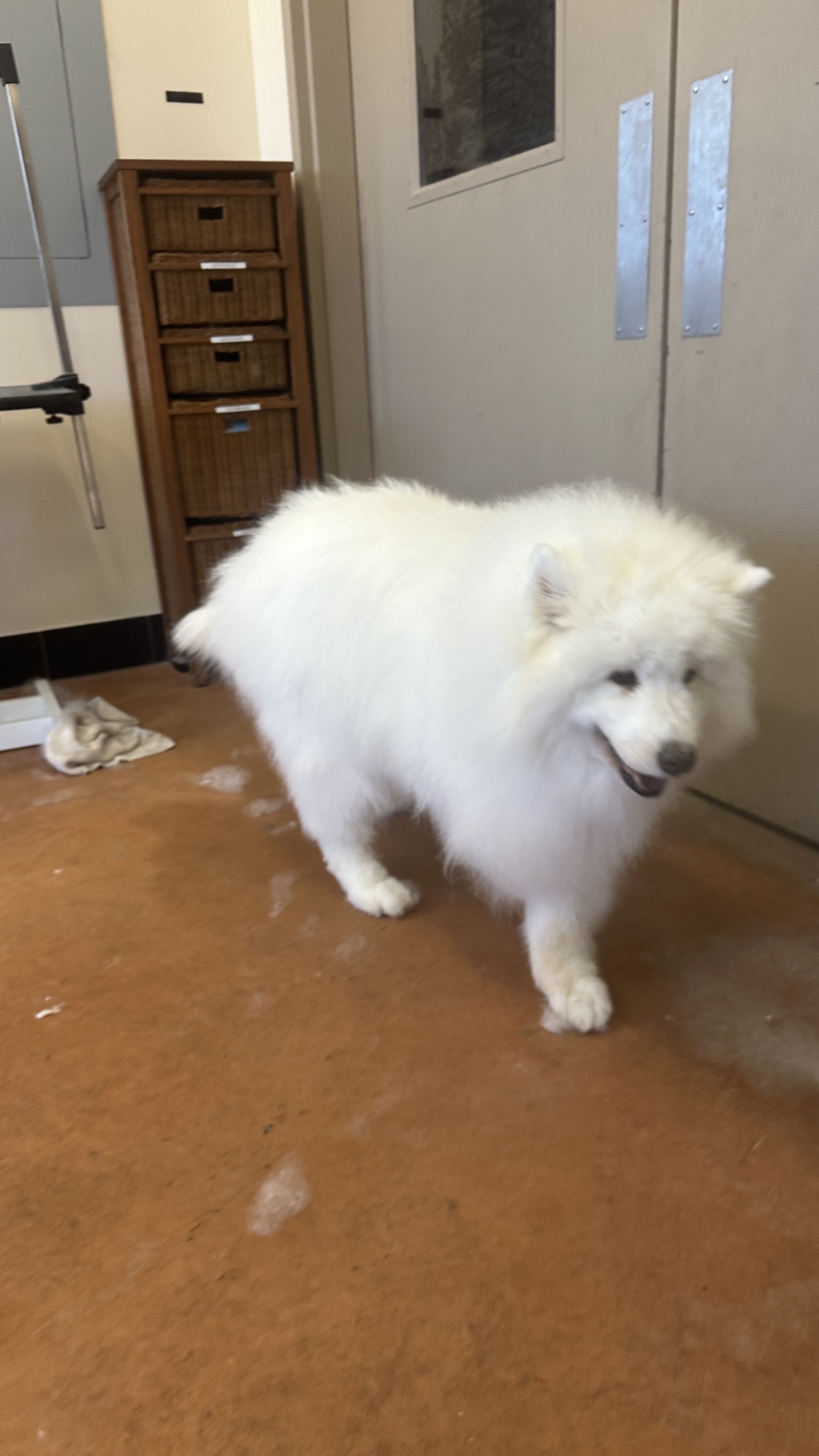 Millcreek Pet Boarding