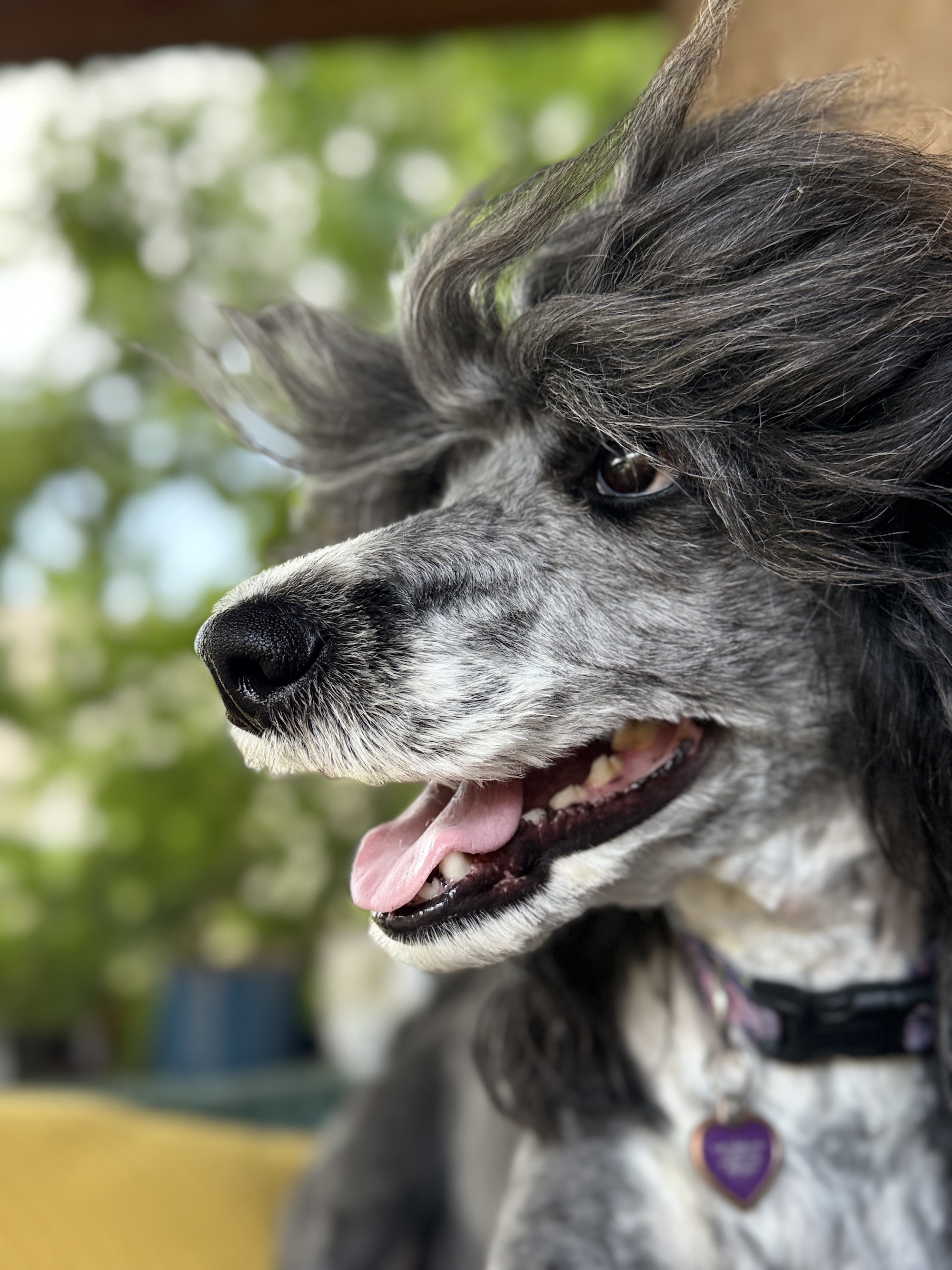 Sandy Full Dog Groom