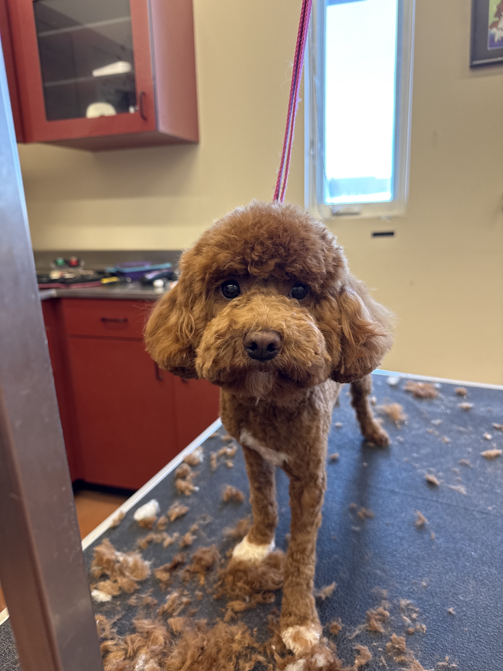 Full Dog Groom Murray