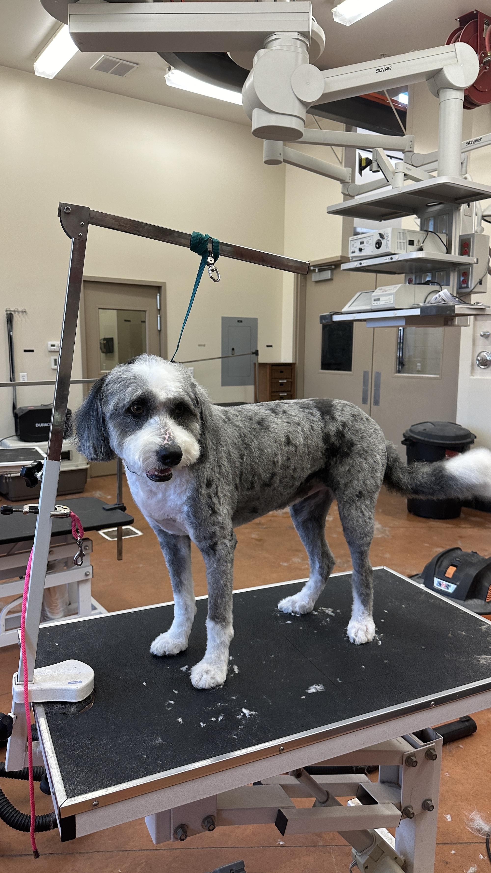 Midvale Poodle & Doodle Grooming