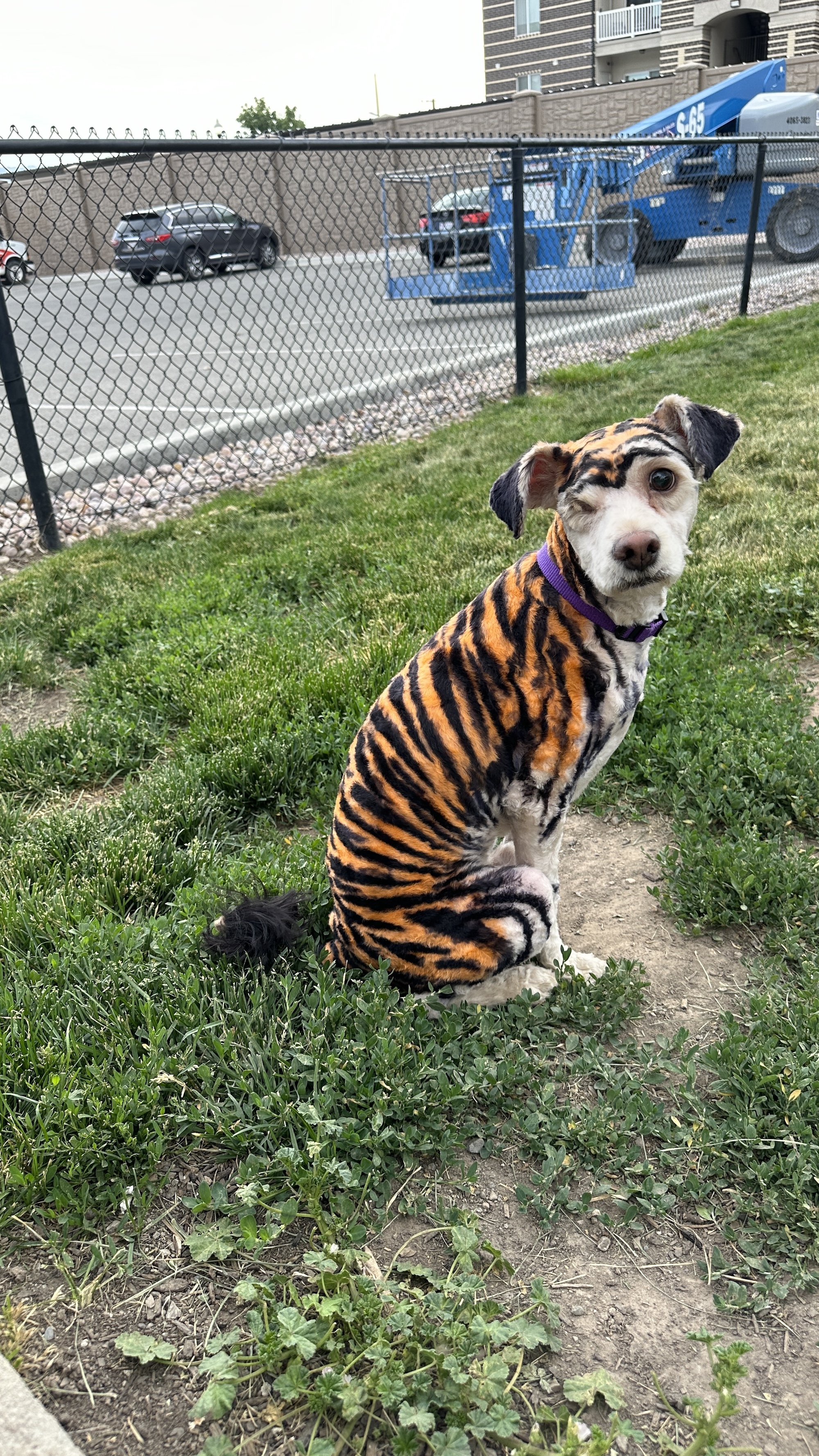 Taylorsville Full Dog Groom