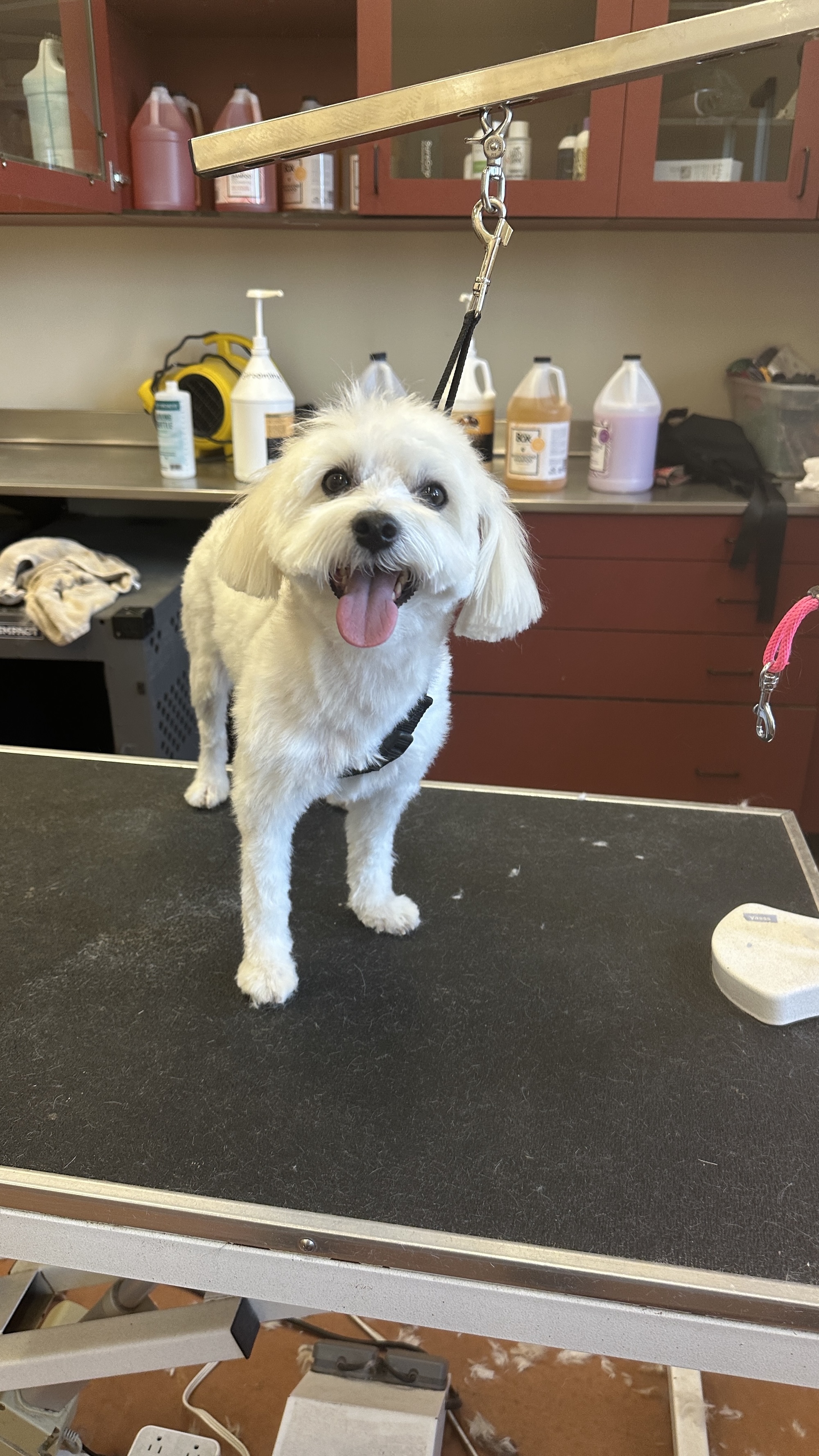 Poodle & Doodle Grooming 