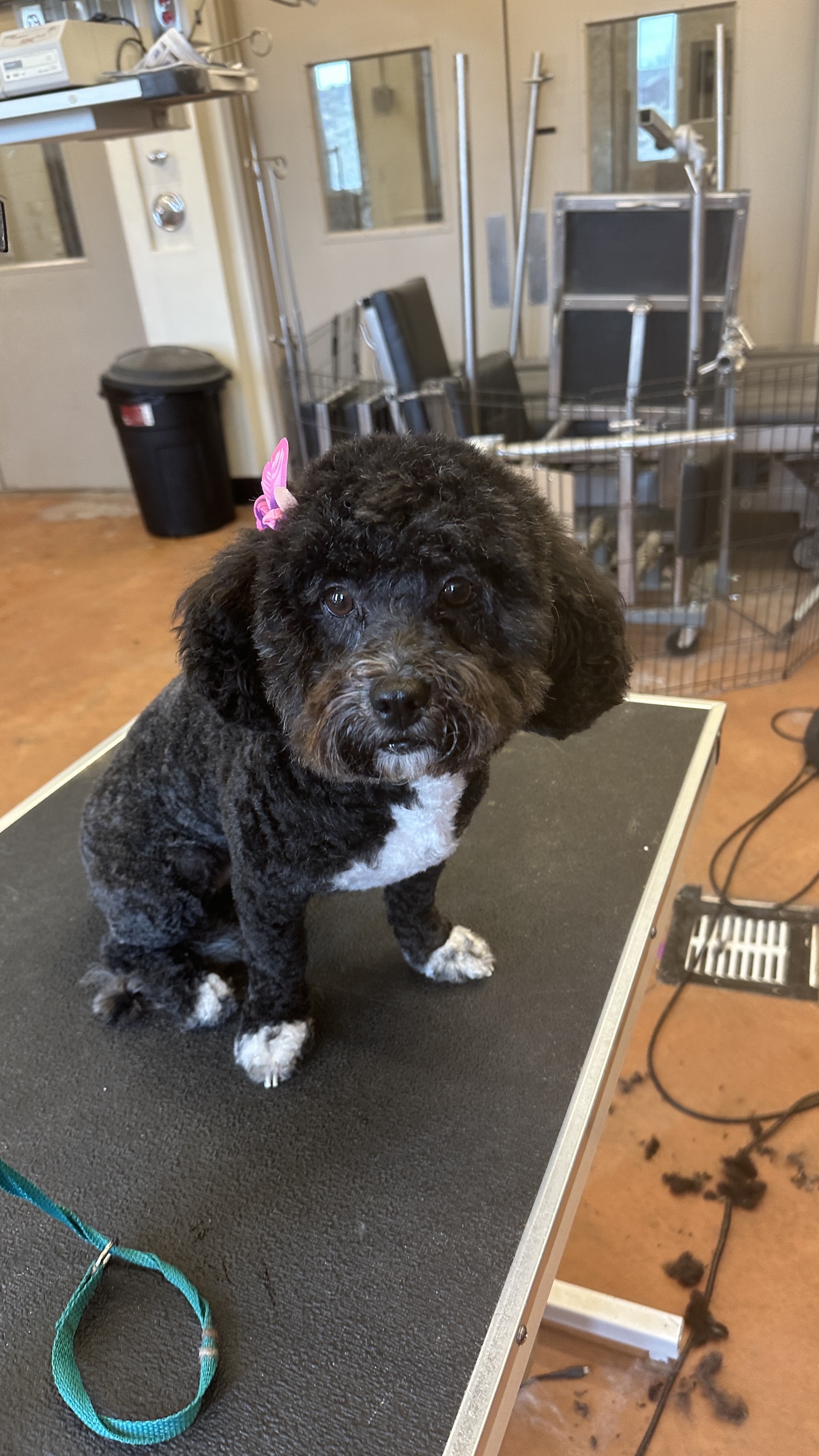 Midvale Full Dog Groom