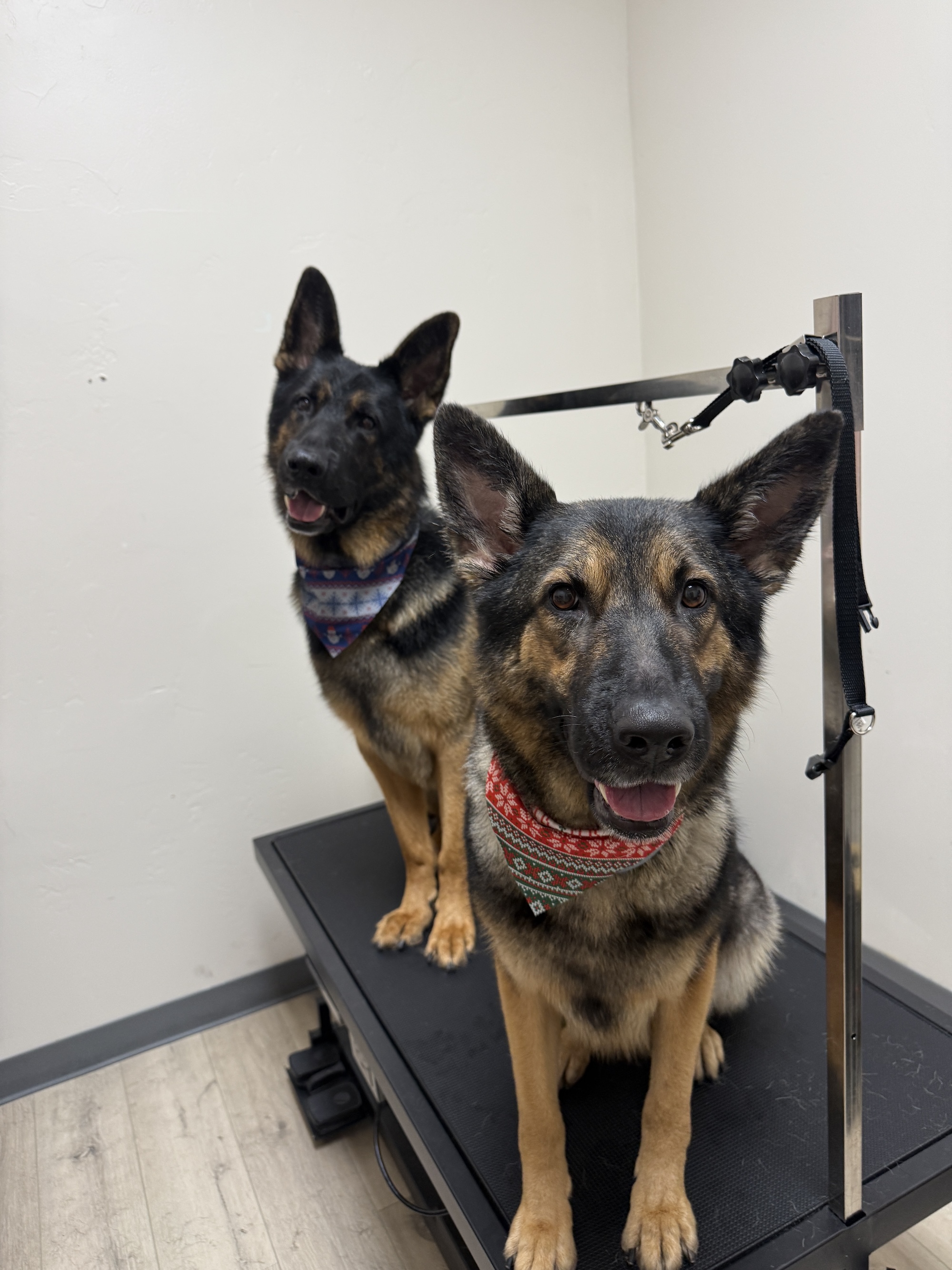 Creative Dog Grooming Murray