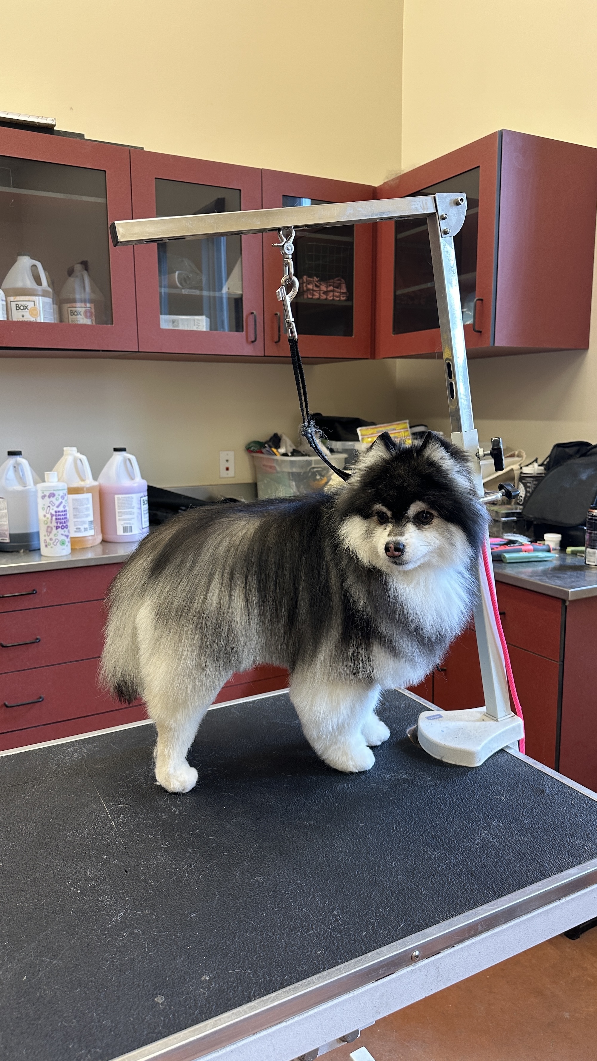 Poodle & Doodle Grooming Murray