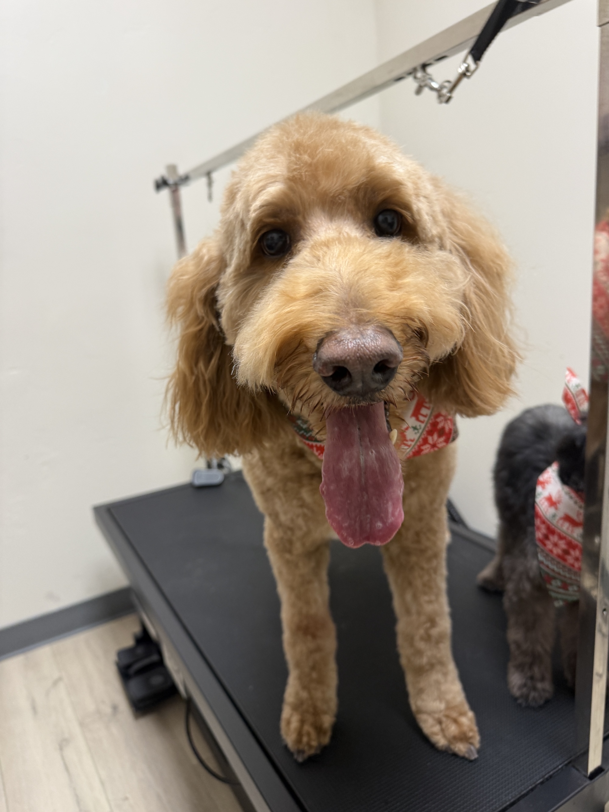 Murray Full Dog Groom