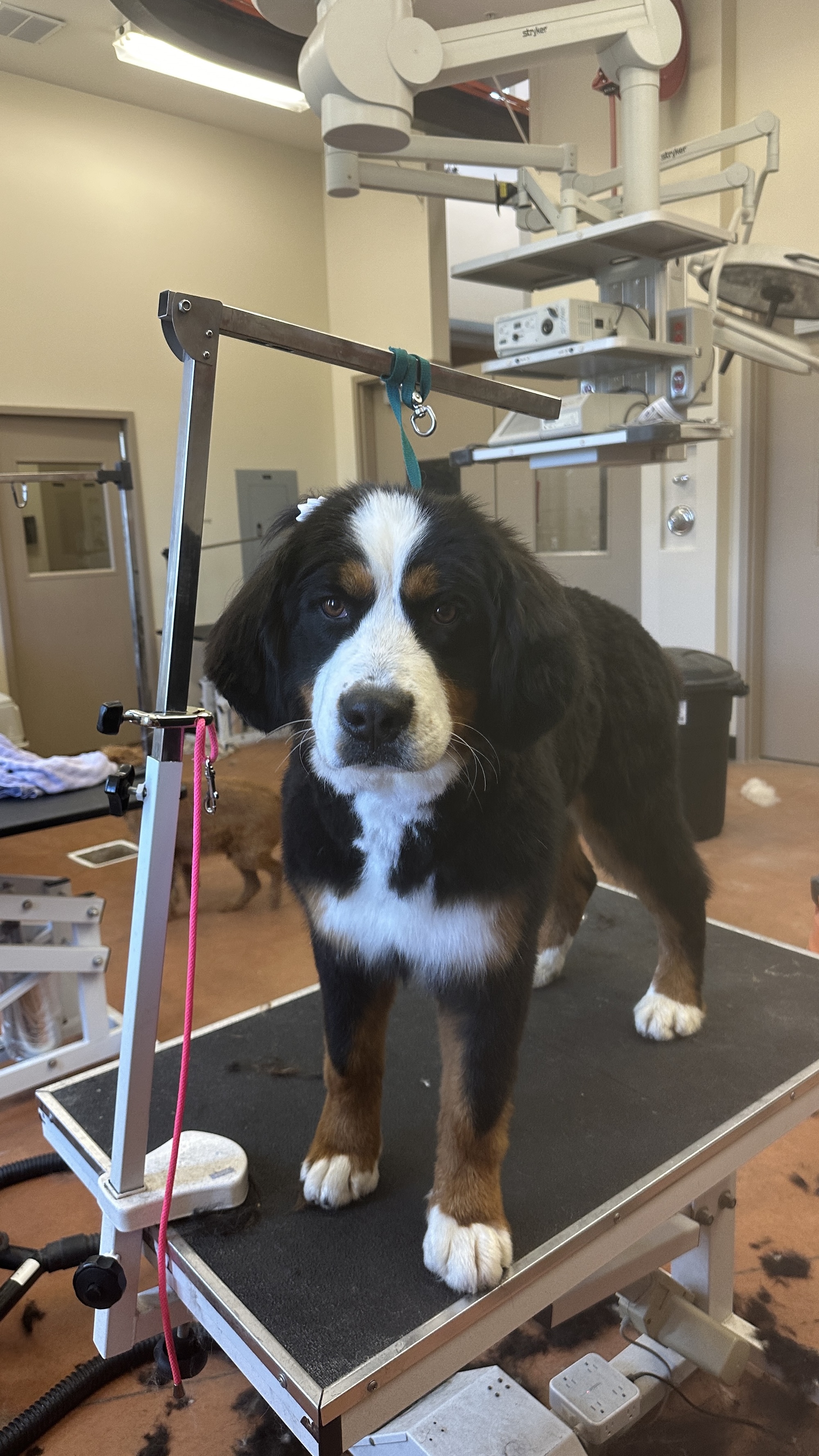 Additional Services Murray