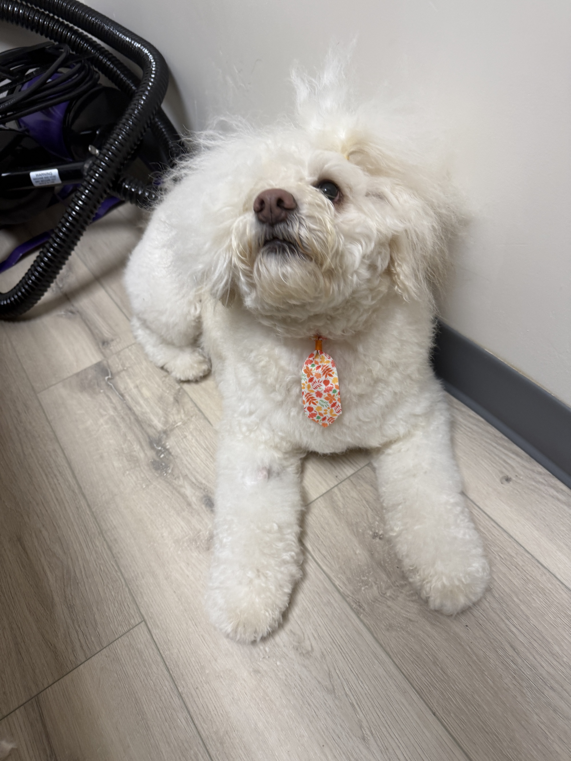 Millcreek Full Dog Groom