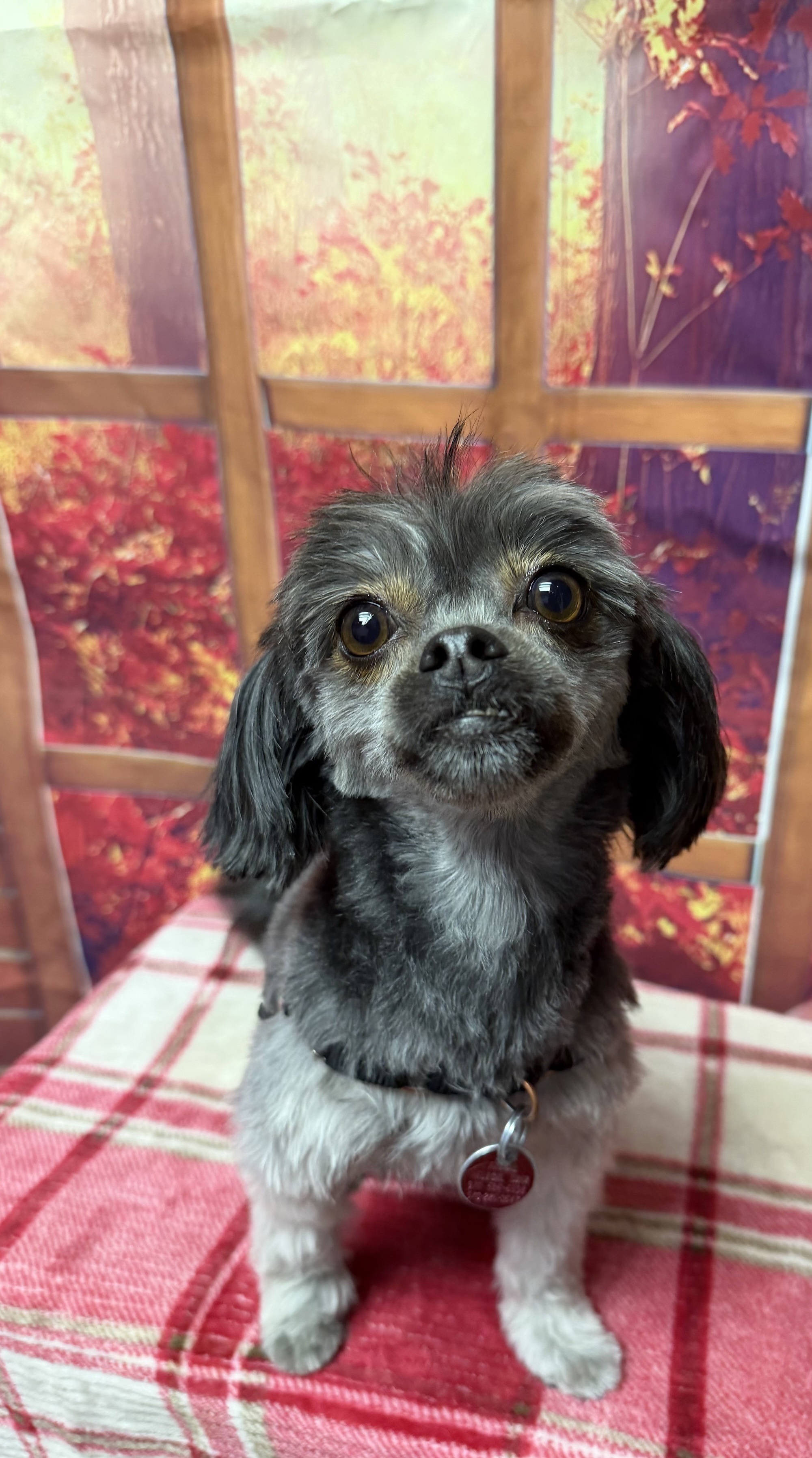 South Salt Lake Full Dog Groom