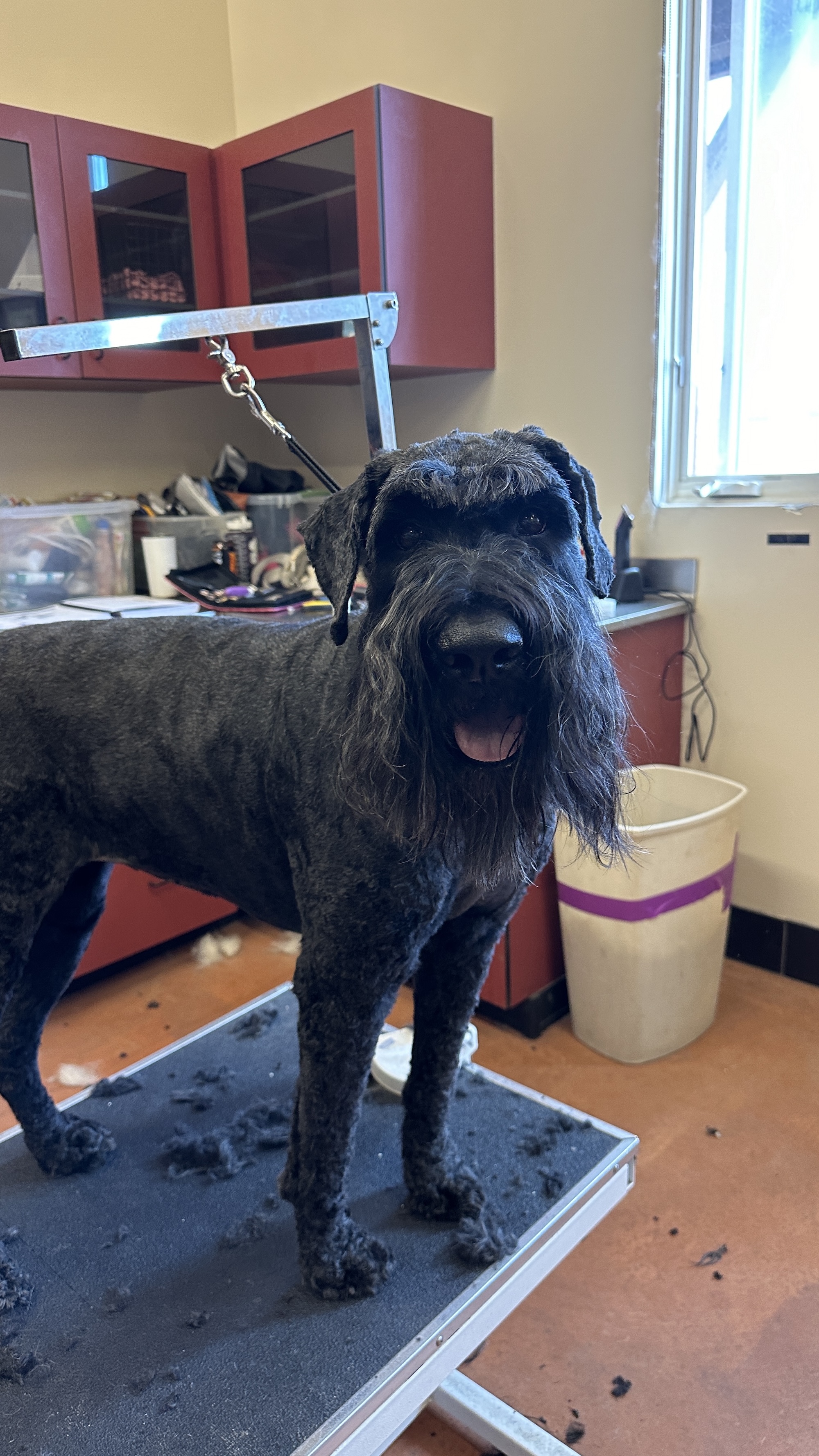 Pet Transportation Murray