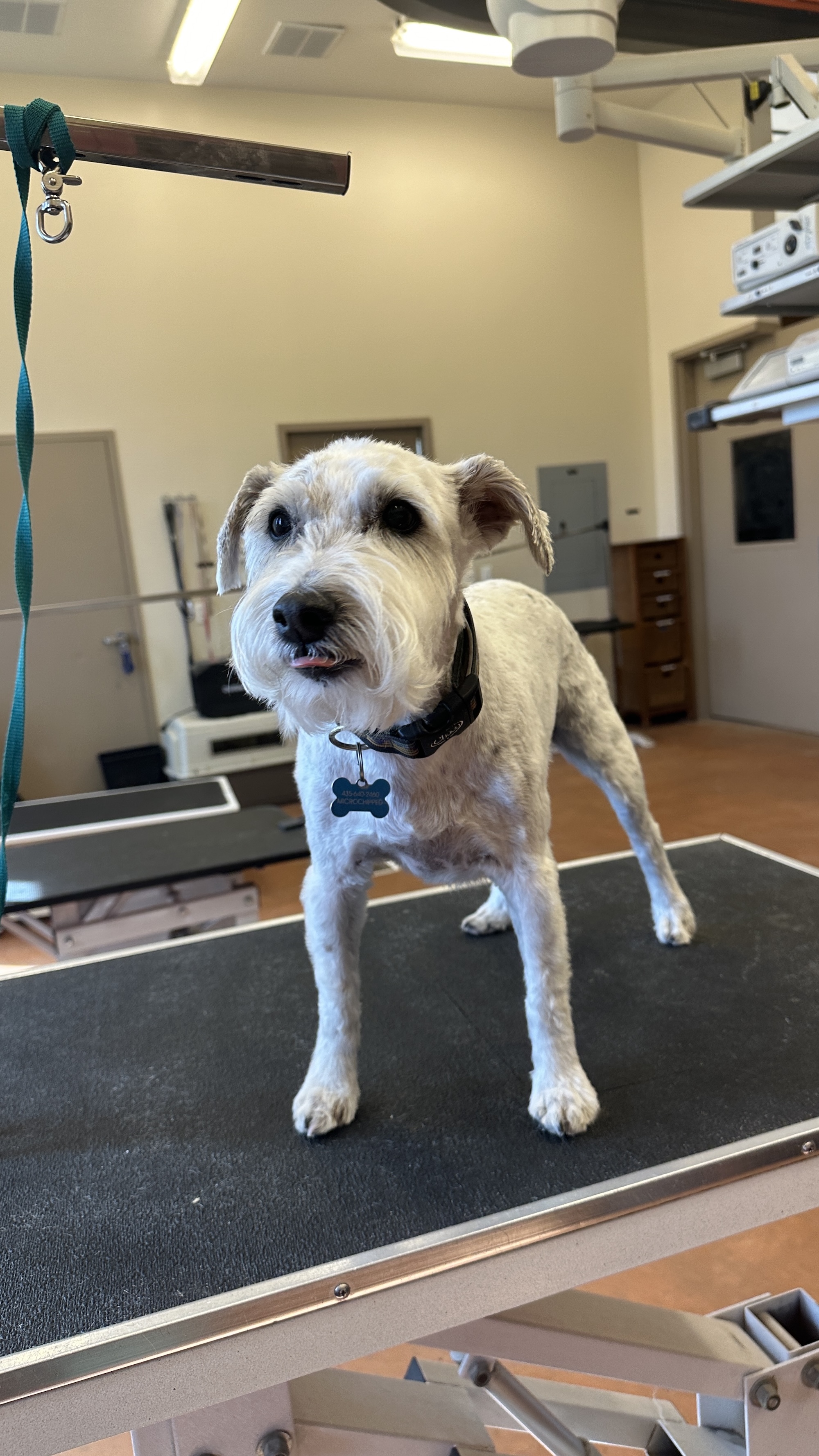 Holladay Full Dog Groom