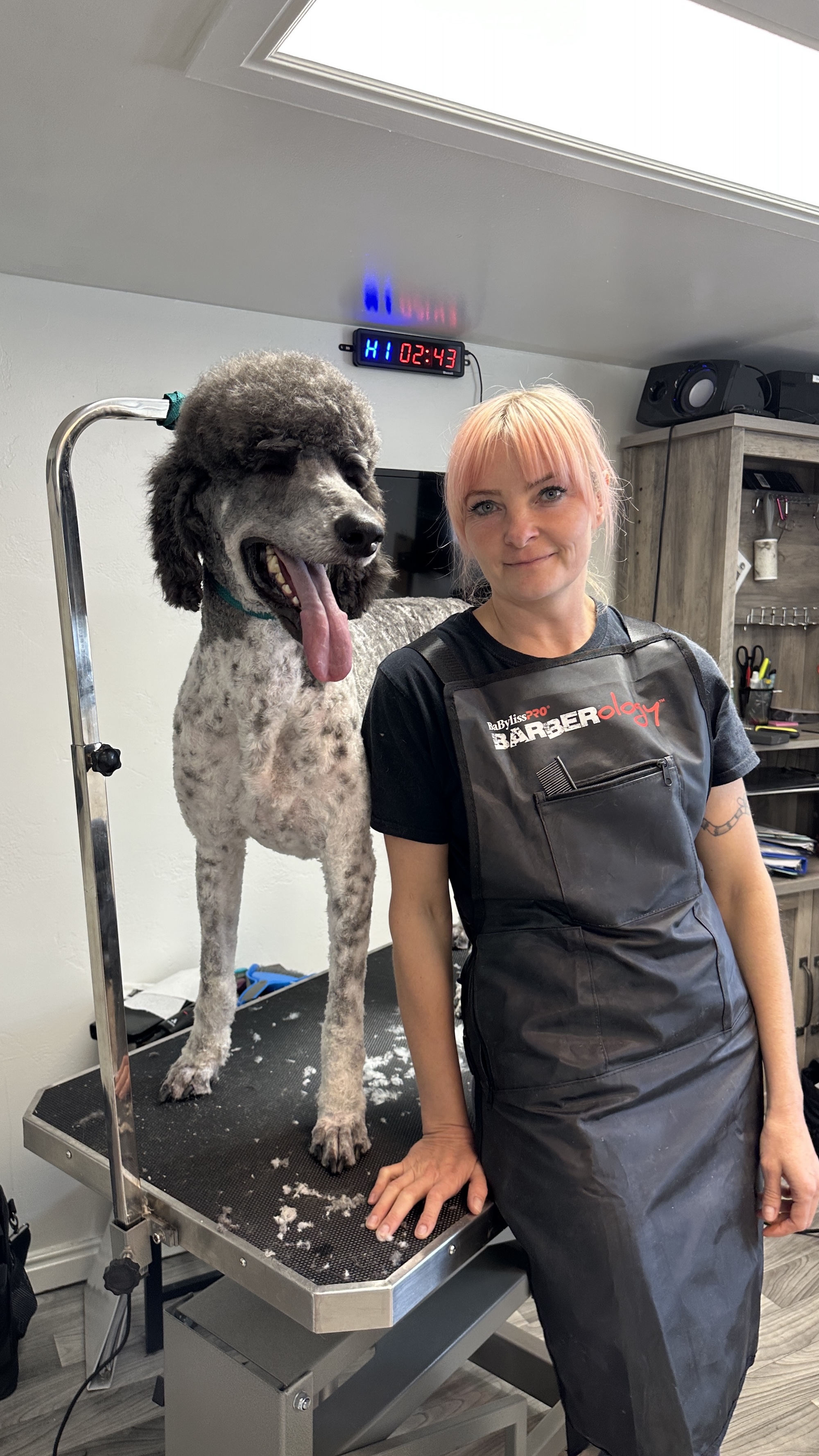 Full Dog Groom in Murray