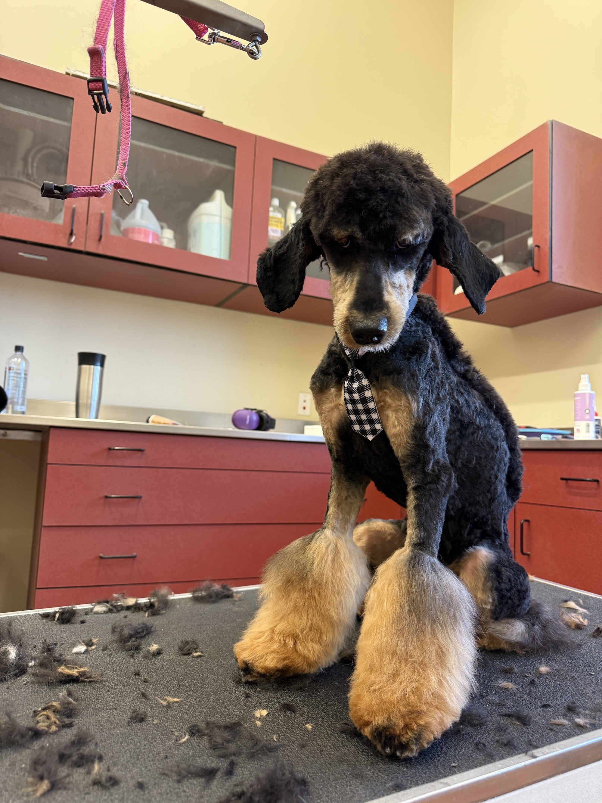 Poodle & Doodle Grooming Murray