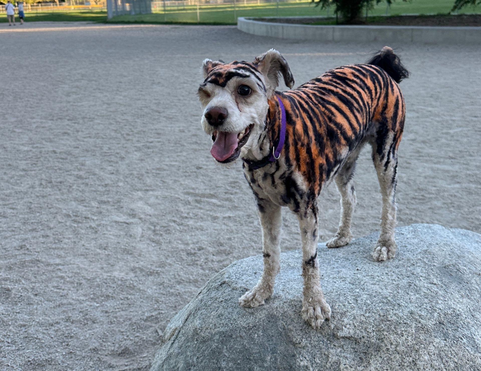 Creative Dog Grooming in Murray