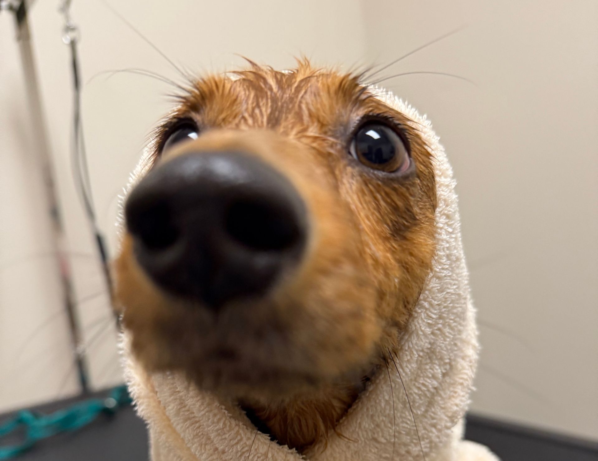 Bath & Brush in Murray