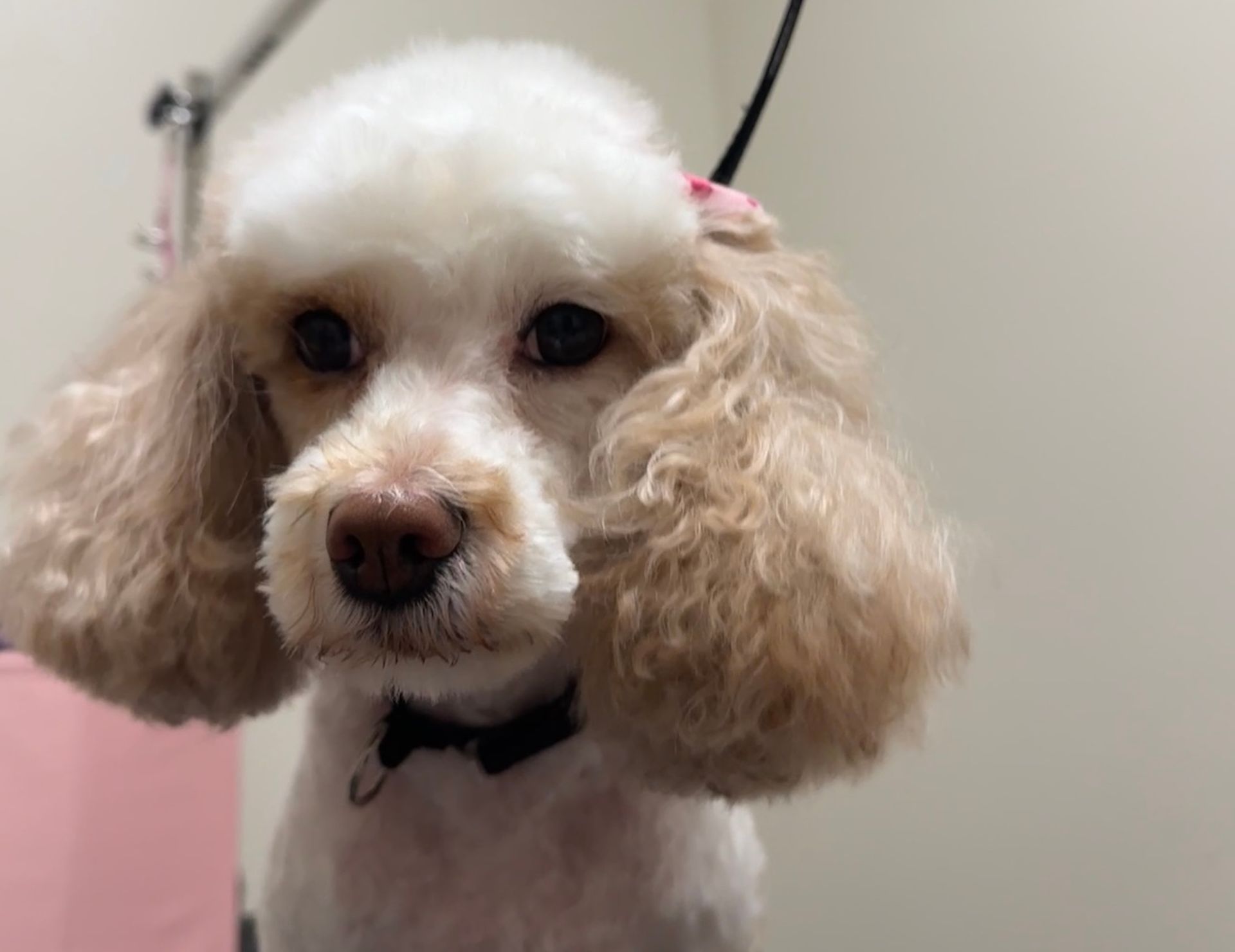 Poodle & Doodle Grooming in Murray