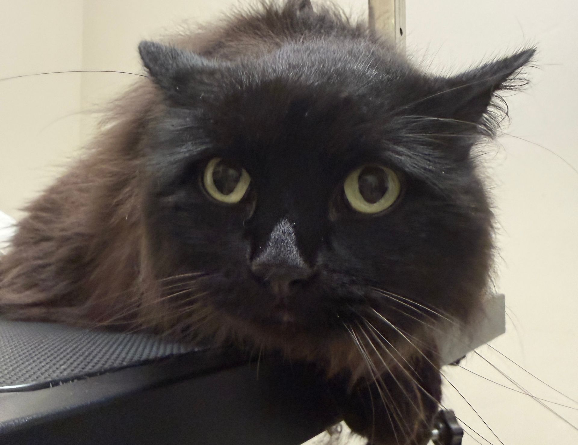 Cat Grooming in Murray