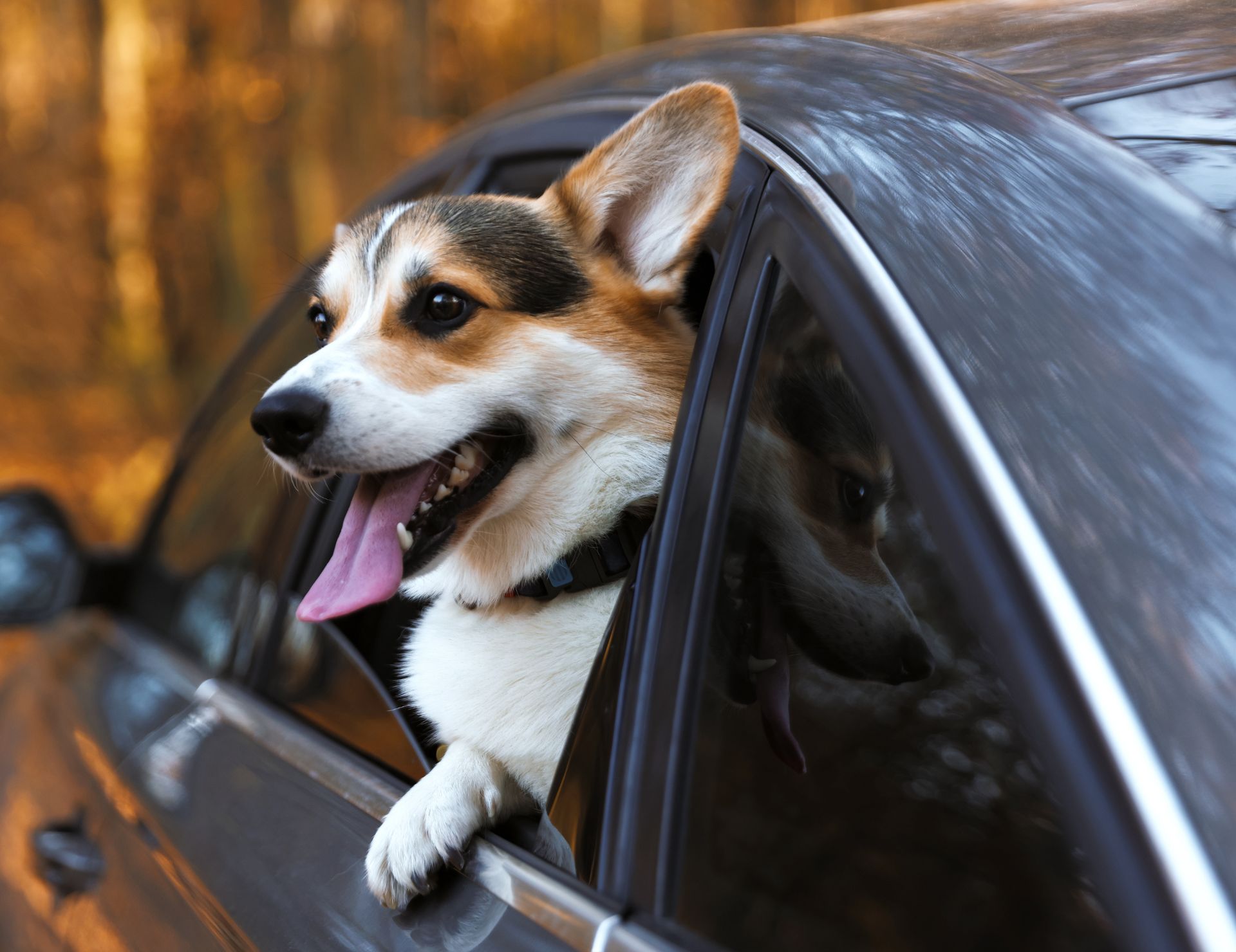 Pet Transportation in Murray