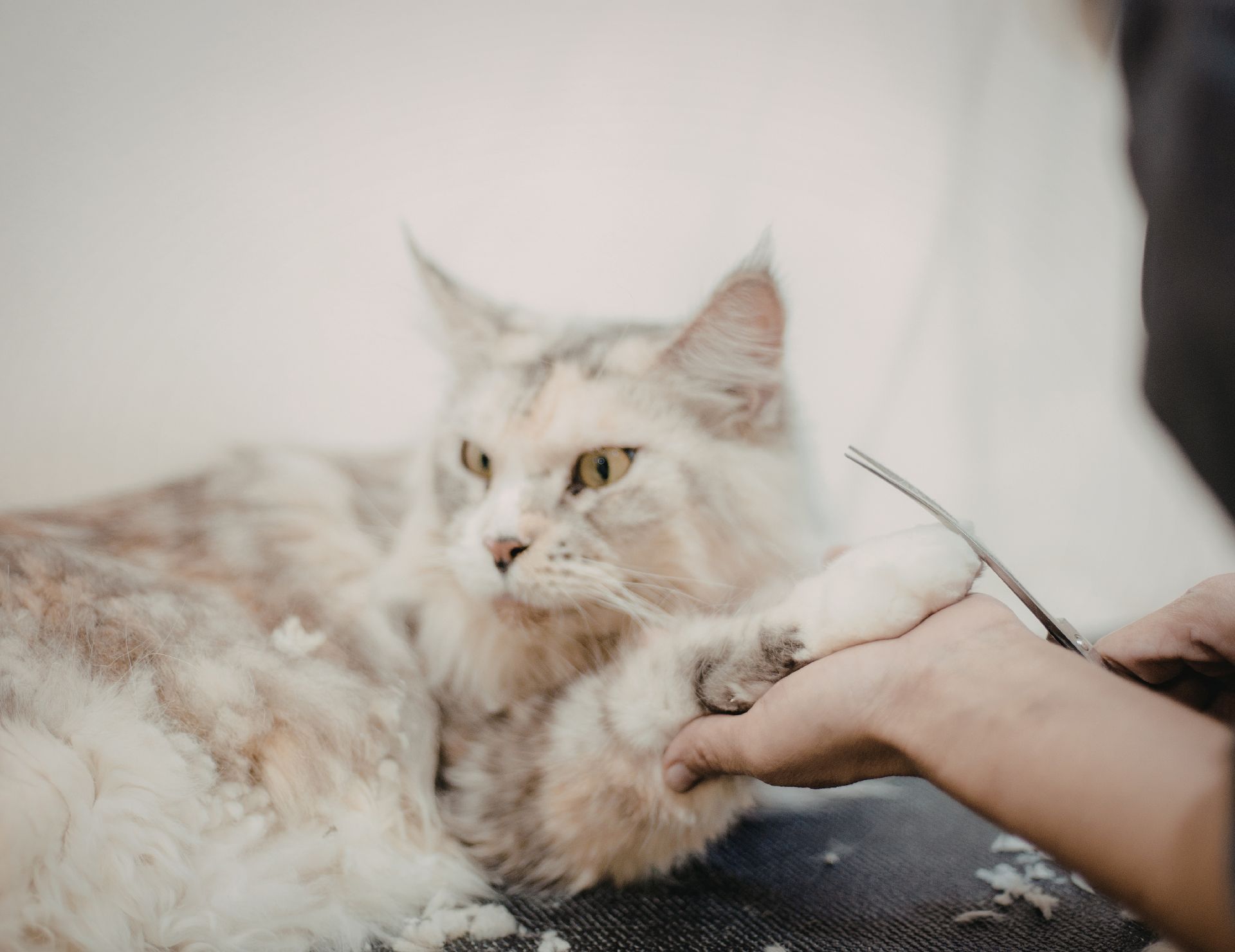 Millcreek Cat Grooming