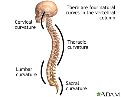 Vertebral Column