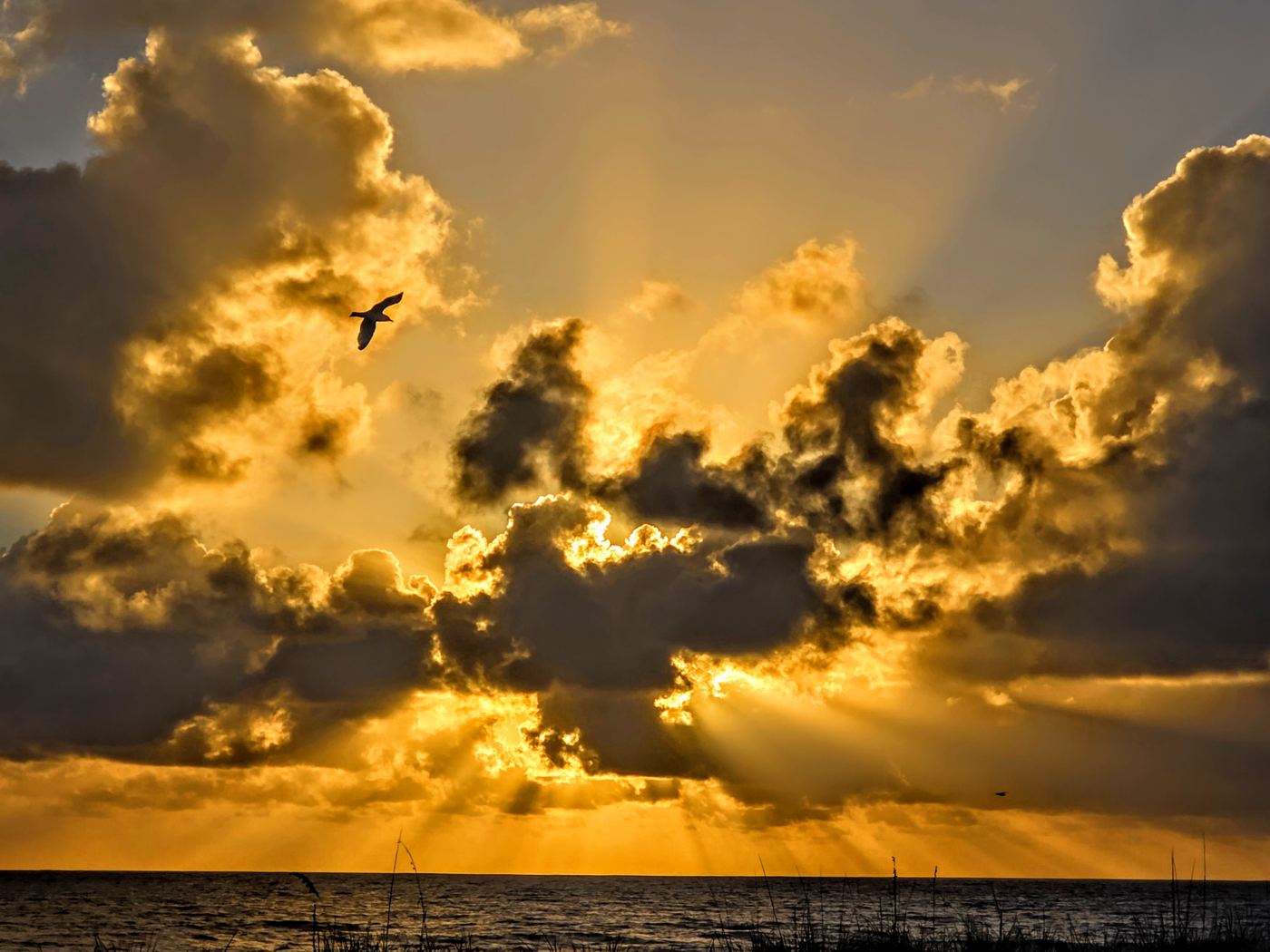 Golden sunbeams breaking through storm clouds over the ocean with a seabird in flight