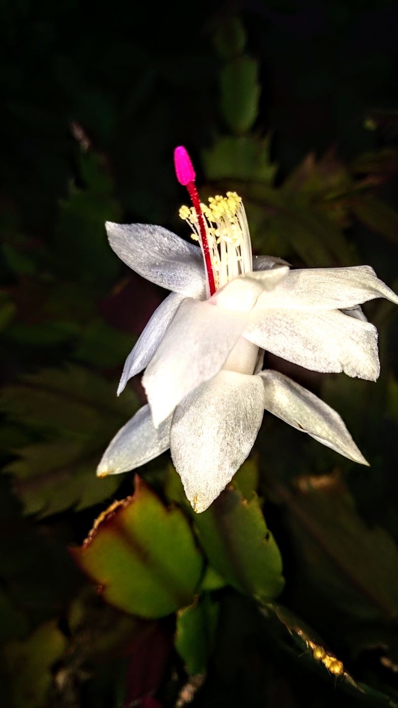 White cactus blossom with a pink center against a dark background