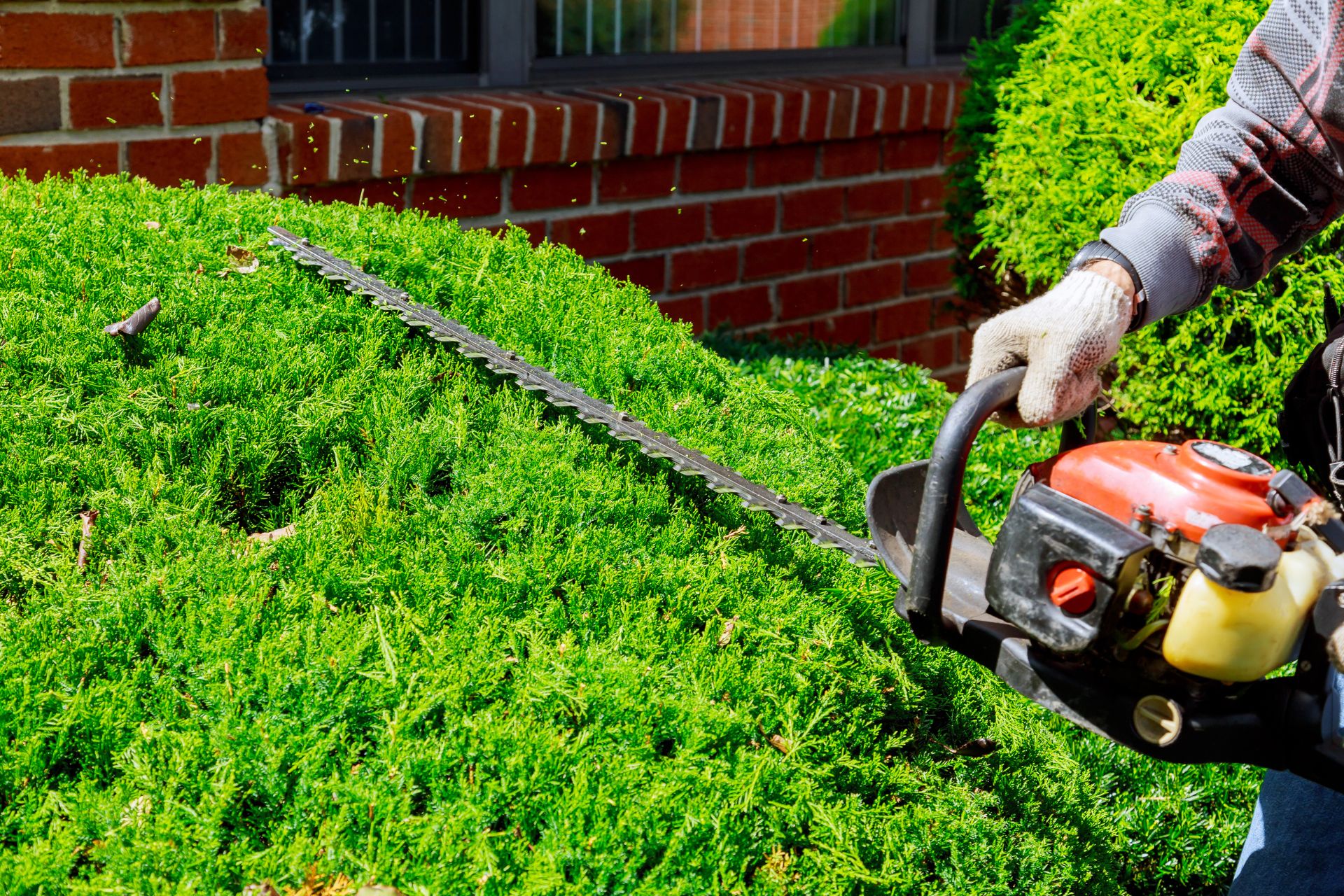 Hedge Trimming in Holladay