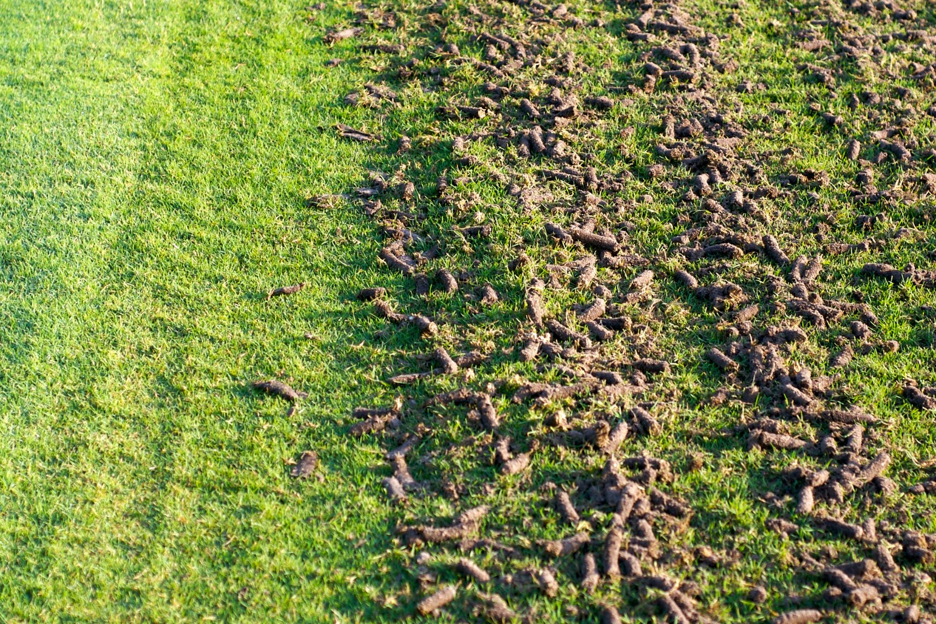  Lawn Maintenance