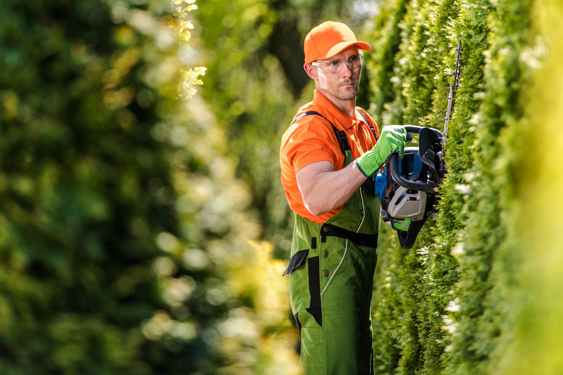 Tooele Hedge Trimming