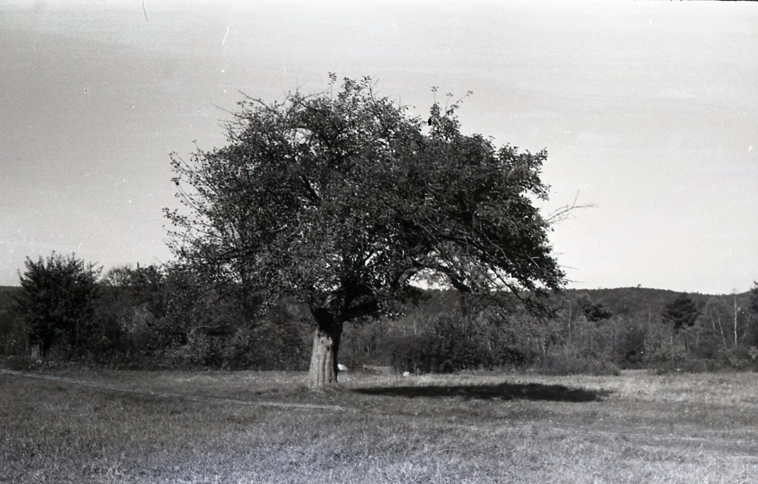 Solitary Apple Tree in Pasture, Mid-20th Century