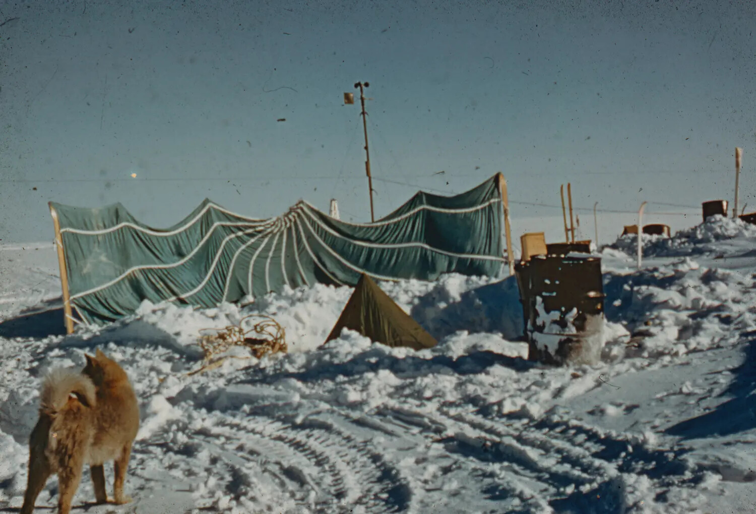 Arctic Field Camp with Sled Dog, Thule AFB Vicinity, Greenland, circa 1950-1955