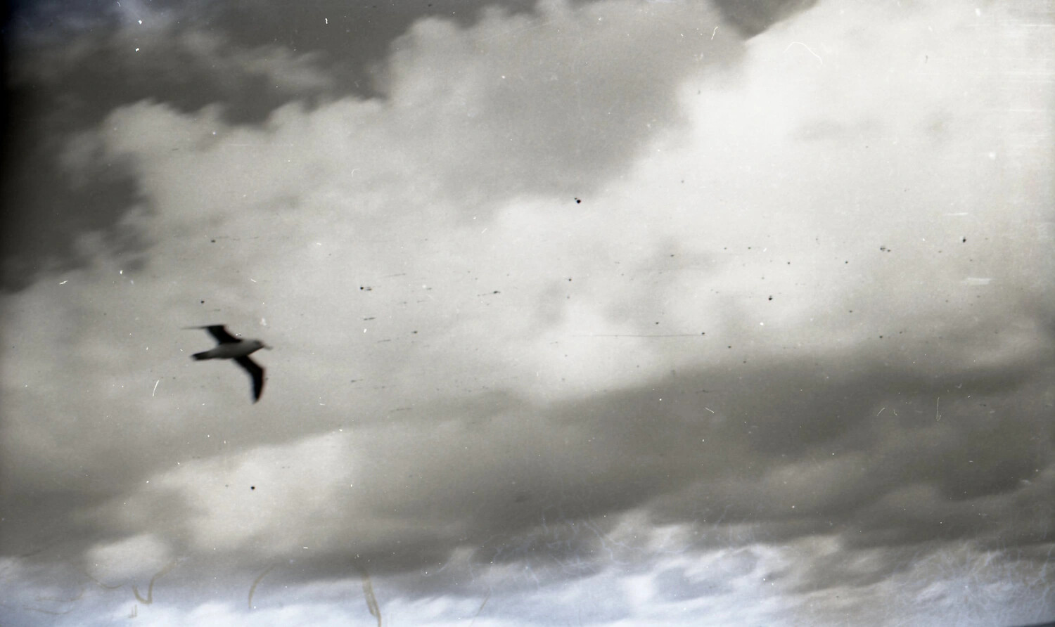 Seabird in Flight Over the Ocean, CBI Theater Voyage