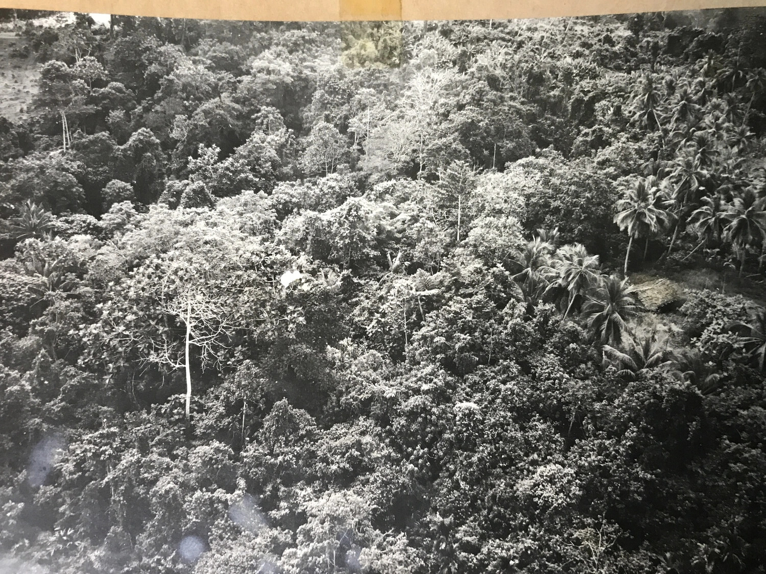 Aerial Photograph of Dense Rainforest Canopy, New Guinea Interior