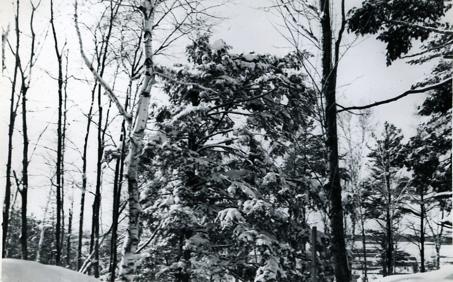 Snow-Covered Woodland Landscape, Japan, 1950s