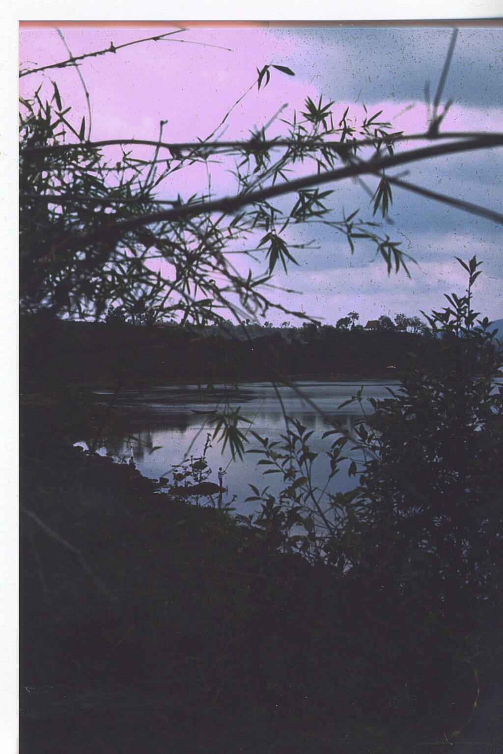 Sunset Over Water Through Silhouetted Branches, Vietnam War Era