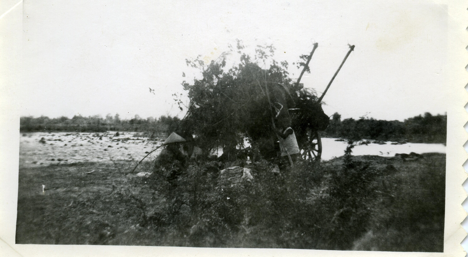 Local Farmer with Cart of Brush Beside Rice Paddy, Okinawa, World War II