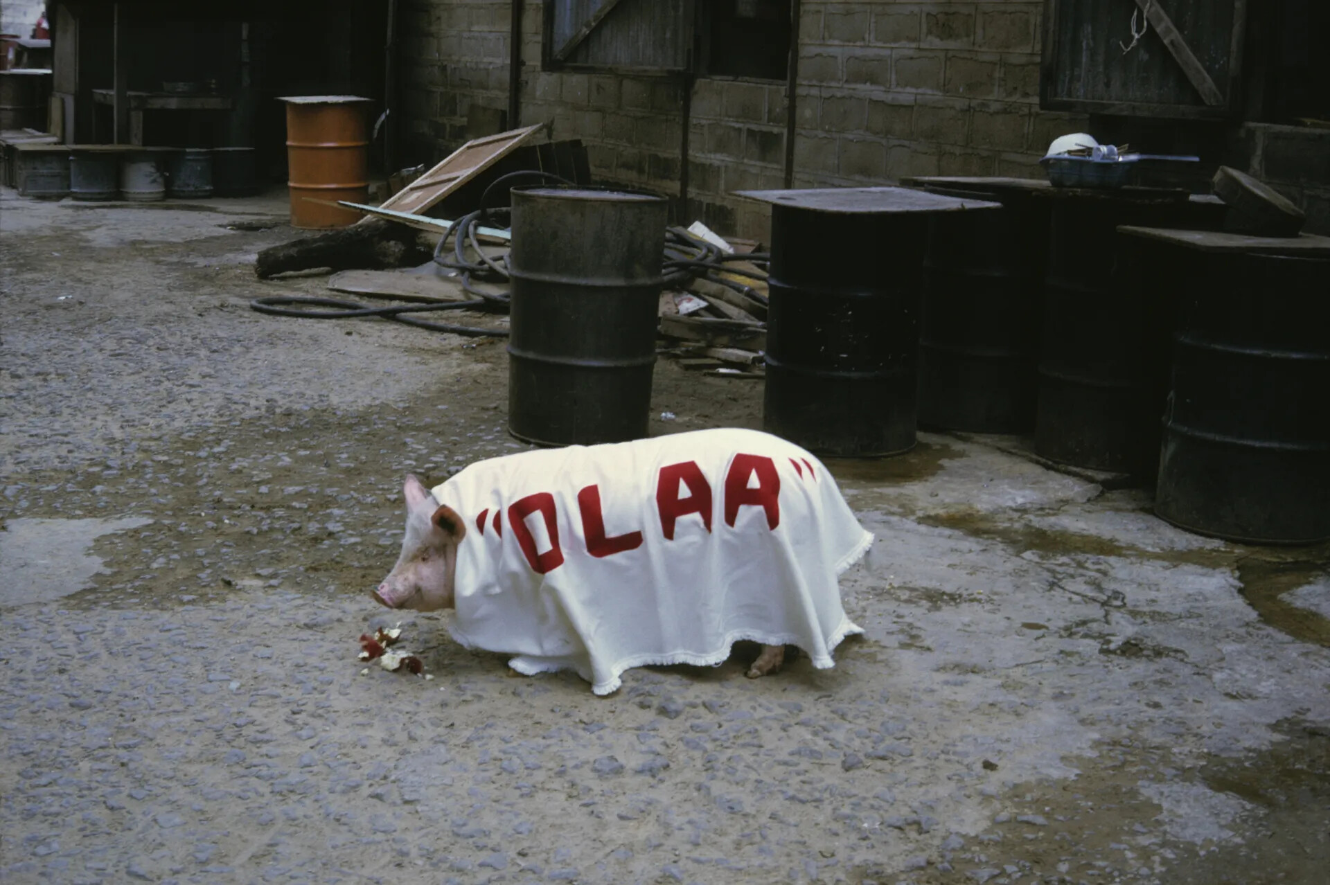 Squadron Mascot Pig "Olaa" Wearing Name Blanket, Southeast Asia Air Base Compound, Vietnam War Era