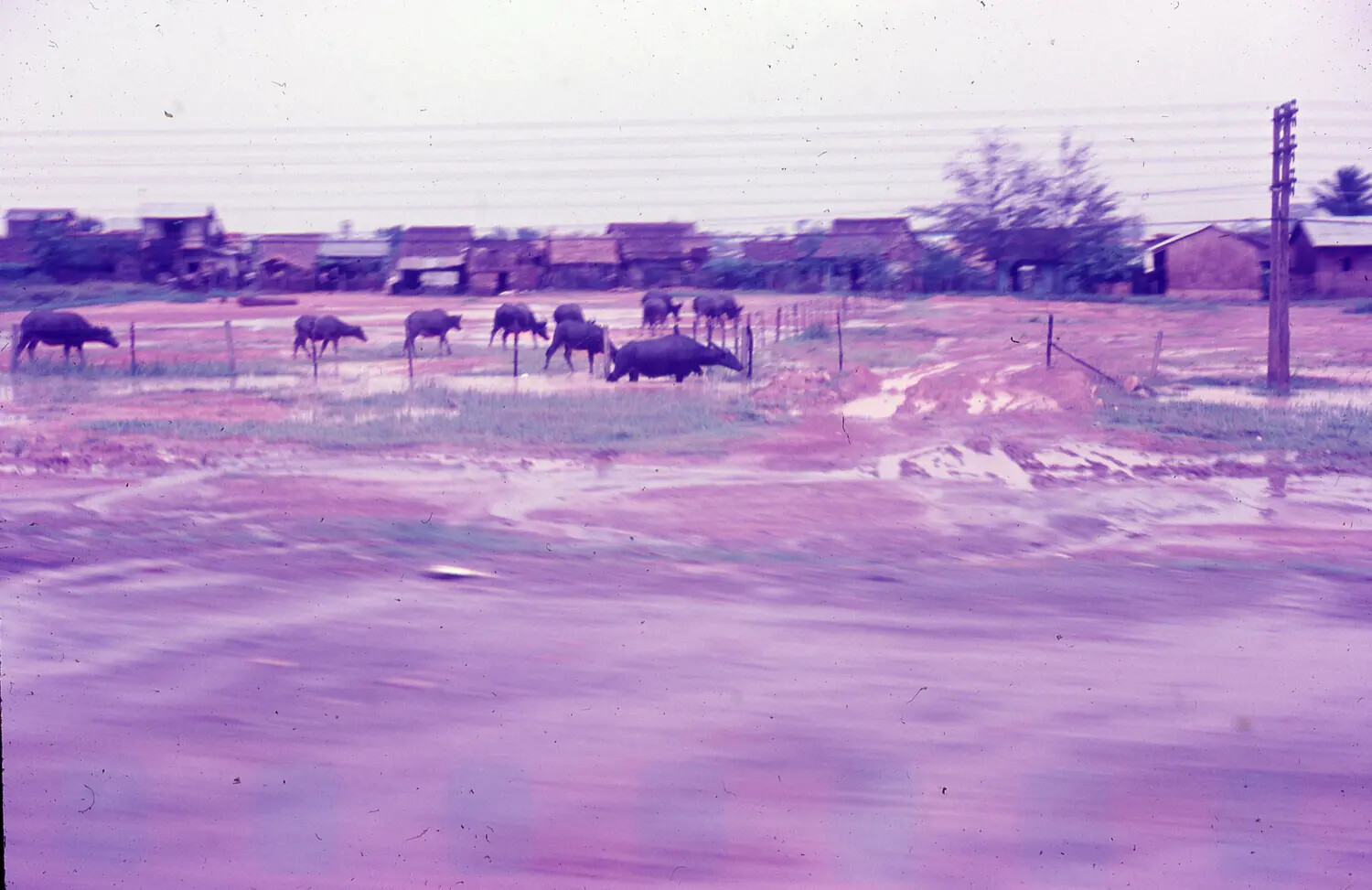 Water Buffalo Grazing in a Flooded Rice Paddy Near a Vietnamese Village, 1965