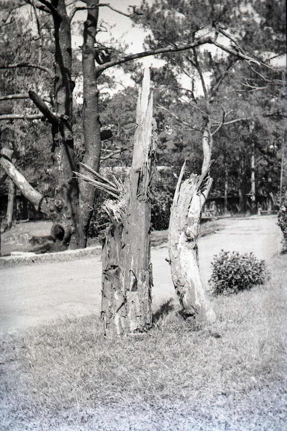 Shattered Tree Trunks, Camp John Hay, Luzon, Philippines, WWII