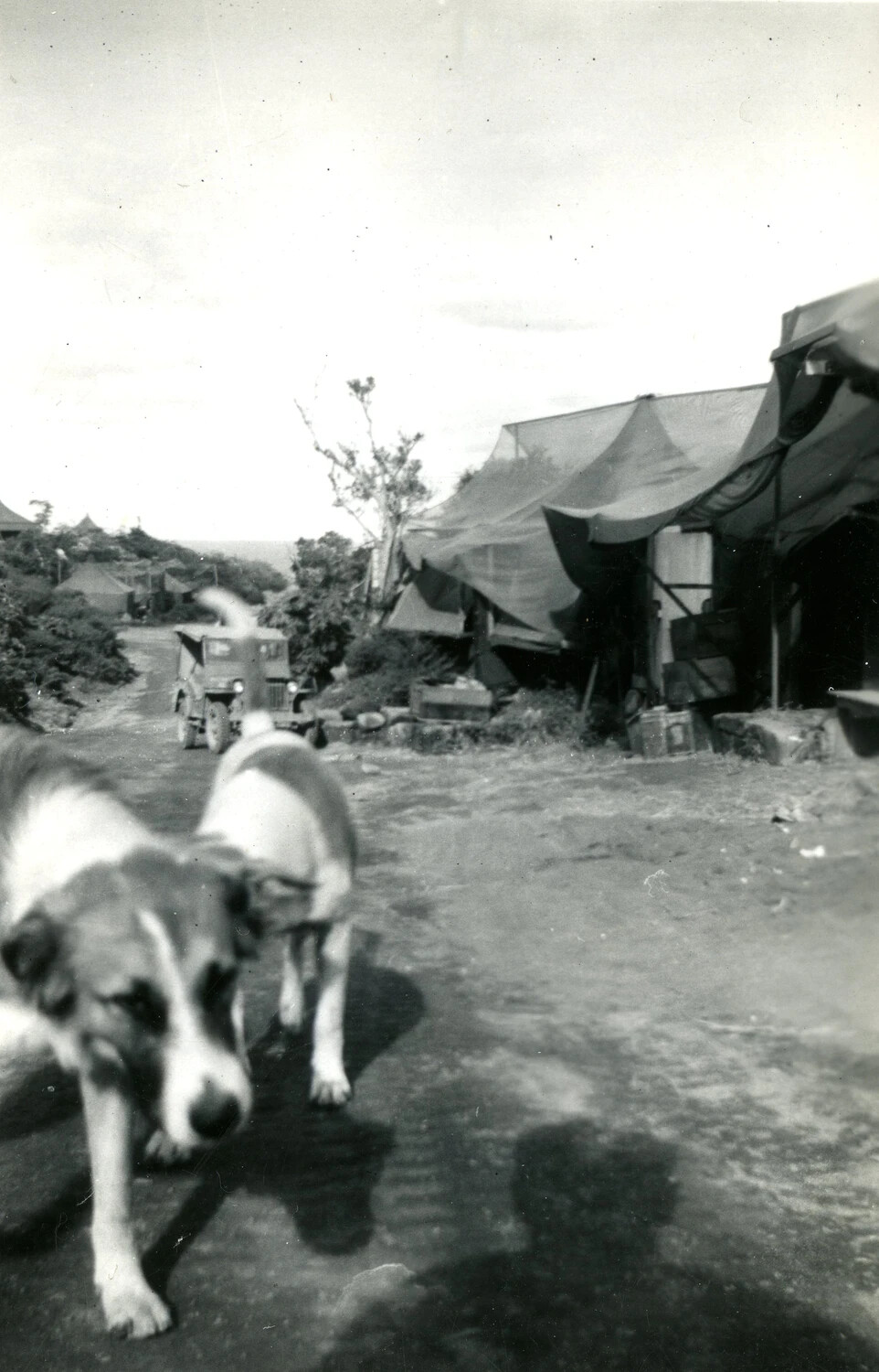 Camp Scene with Mascot Dogs and Tent Encampment, Pacific Theater, WWII