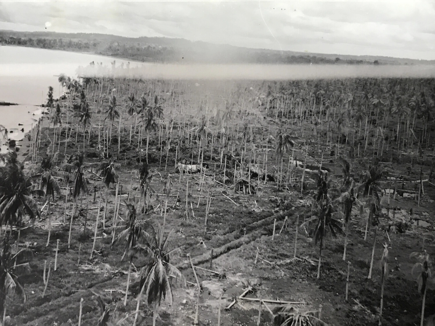 Aerial View of Bomb-Damaged Coconut Plantation, Hansa Bay, New Guinea
