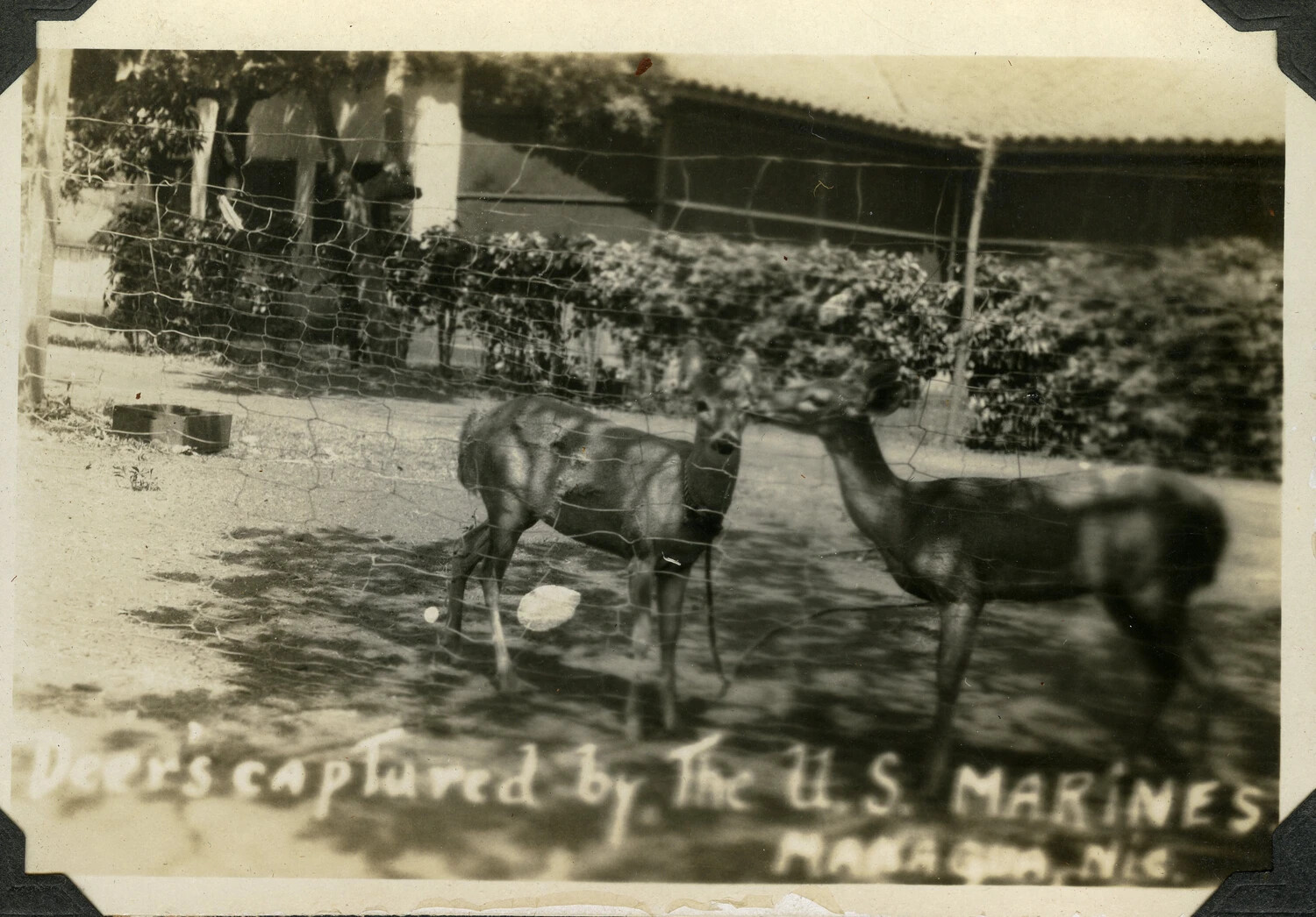 Deer Kept as Camp Mascots by U.S. Marines, Managua, Nicaragua