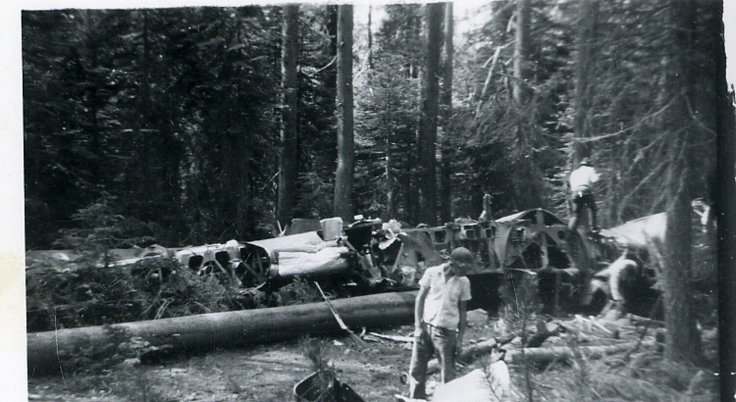 Aircraft Wreckage in a Coniferous Forest, Salvage/Recovery Scene