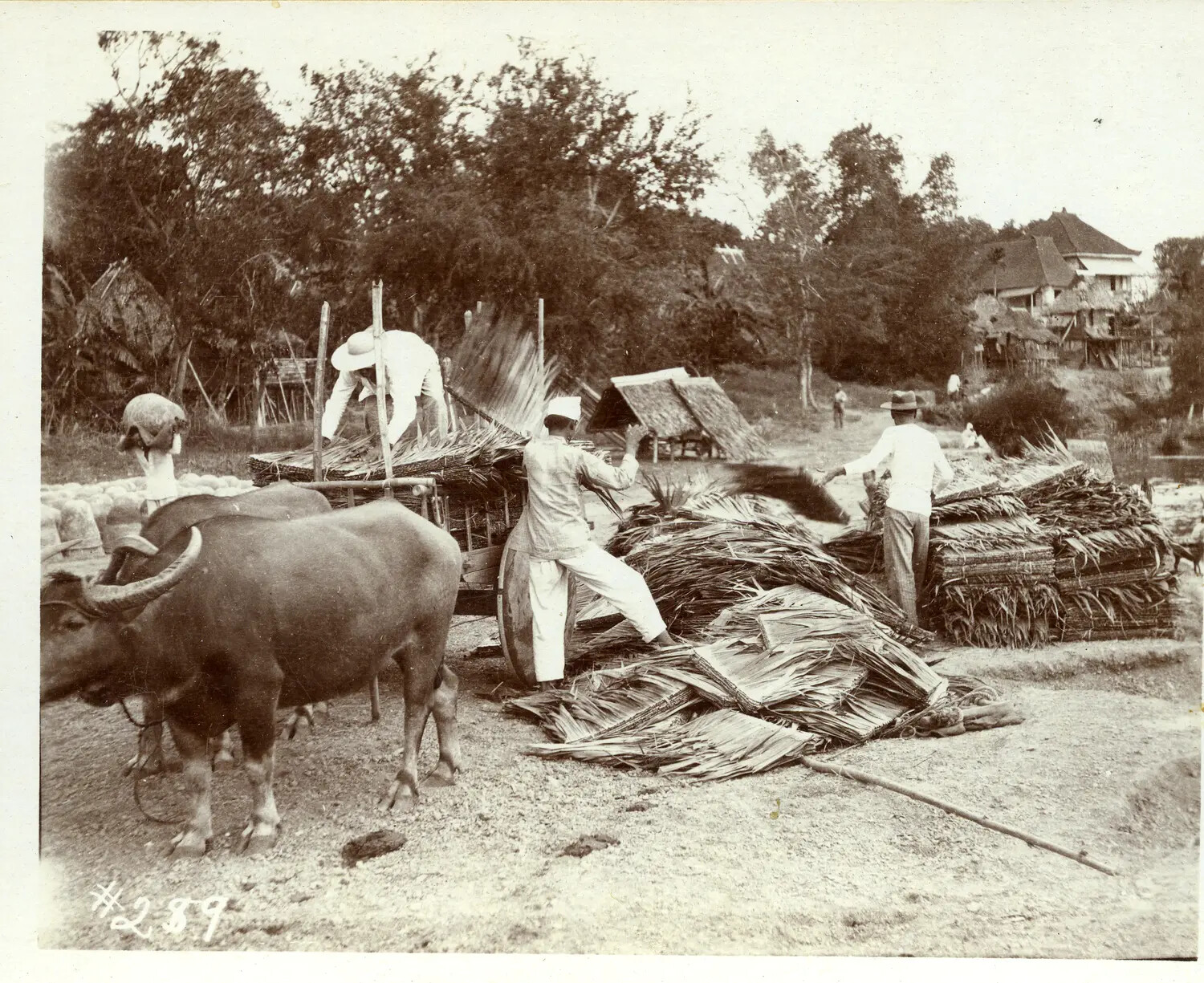 Villagers Loading Nipa Thatch onto a Carabao Cart, Philippines, c. 1898-1900