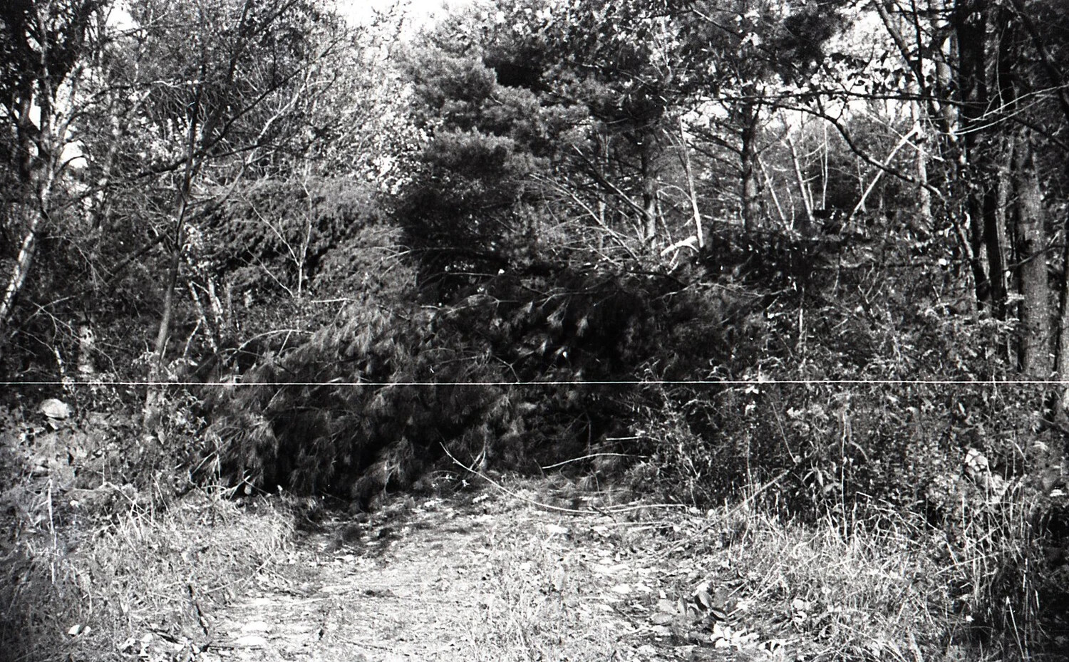 Wooded Path and Fence Line, Nashua, New Hampshire, September 1938